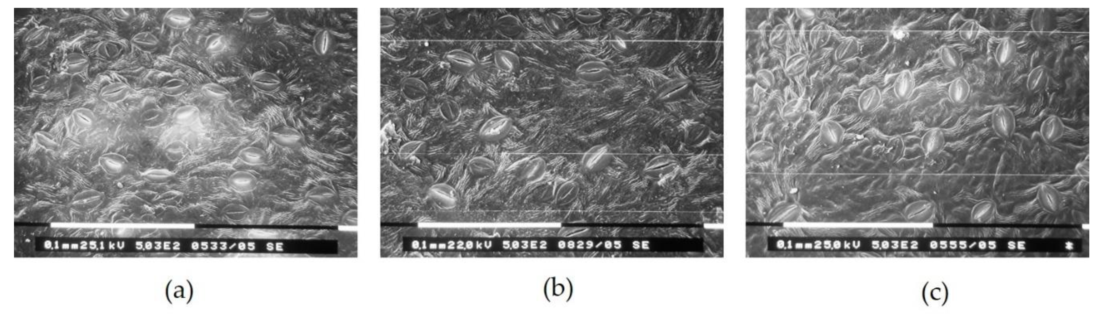 Plants 10 00127 g003 Plants 10 00127 g003