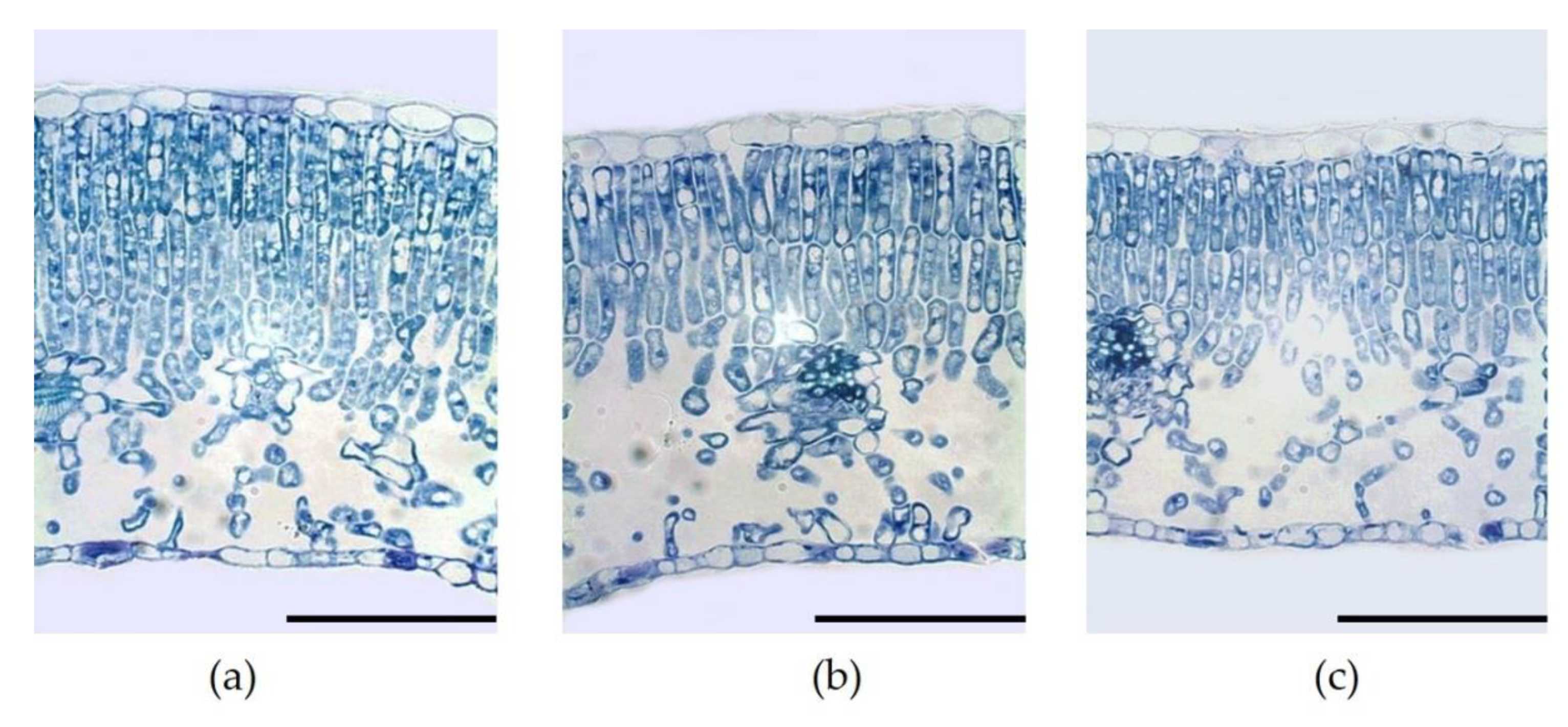 Plants 10 00127 g004 Plants 10 00127 g004