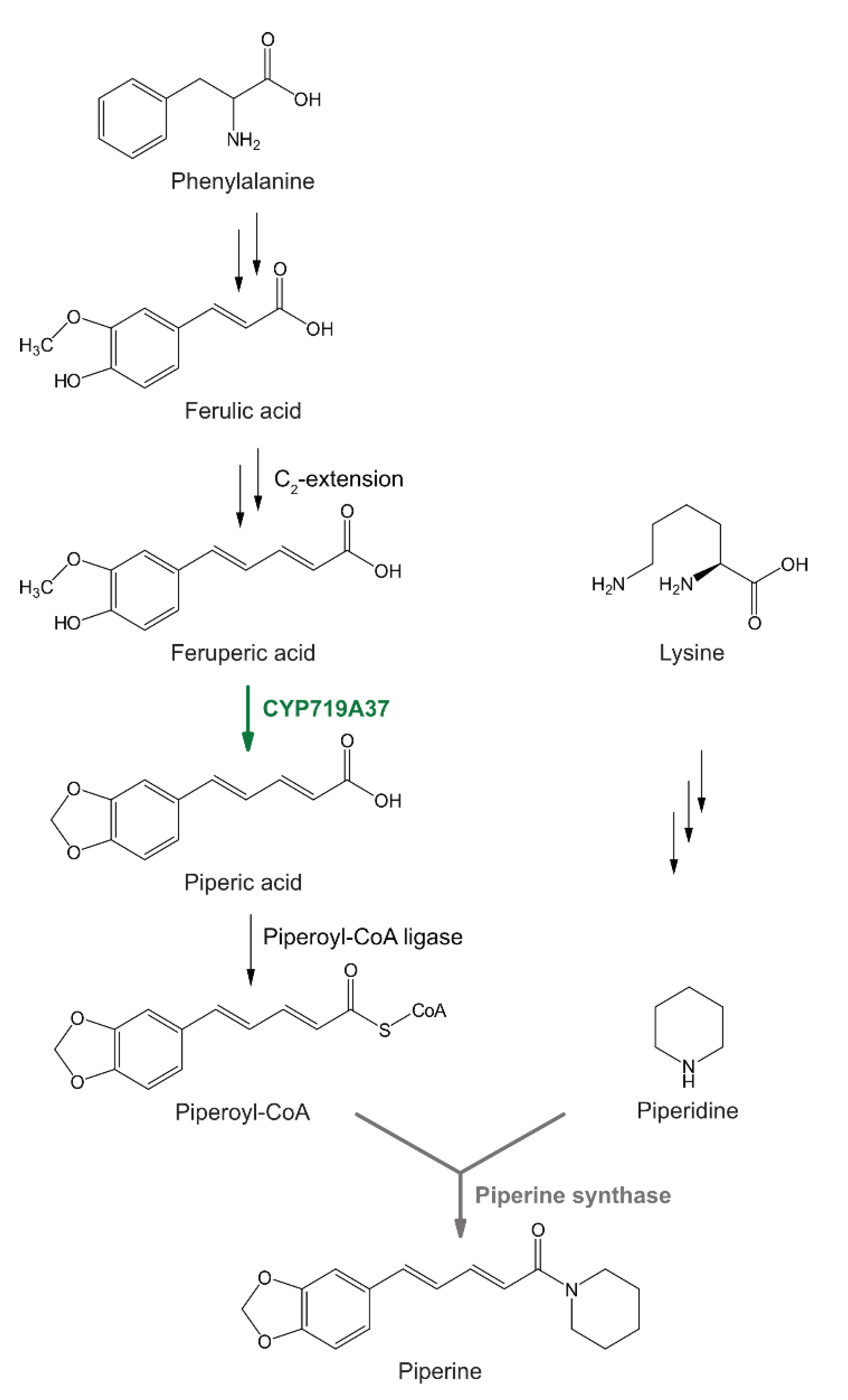 Plants | Free Full-Text | Piper nigrum CYP719A37 Catalyzes the