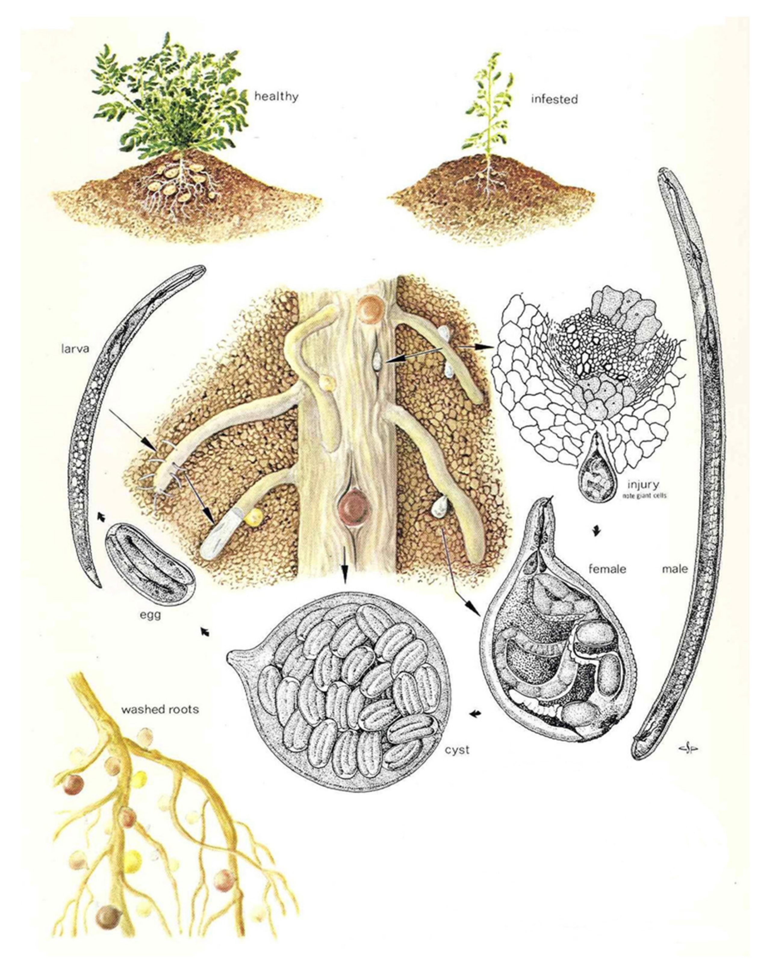 Plants | Free Full-Text | Taxonomy, Morphological and Molecular