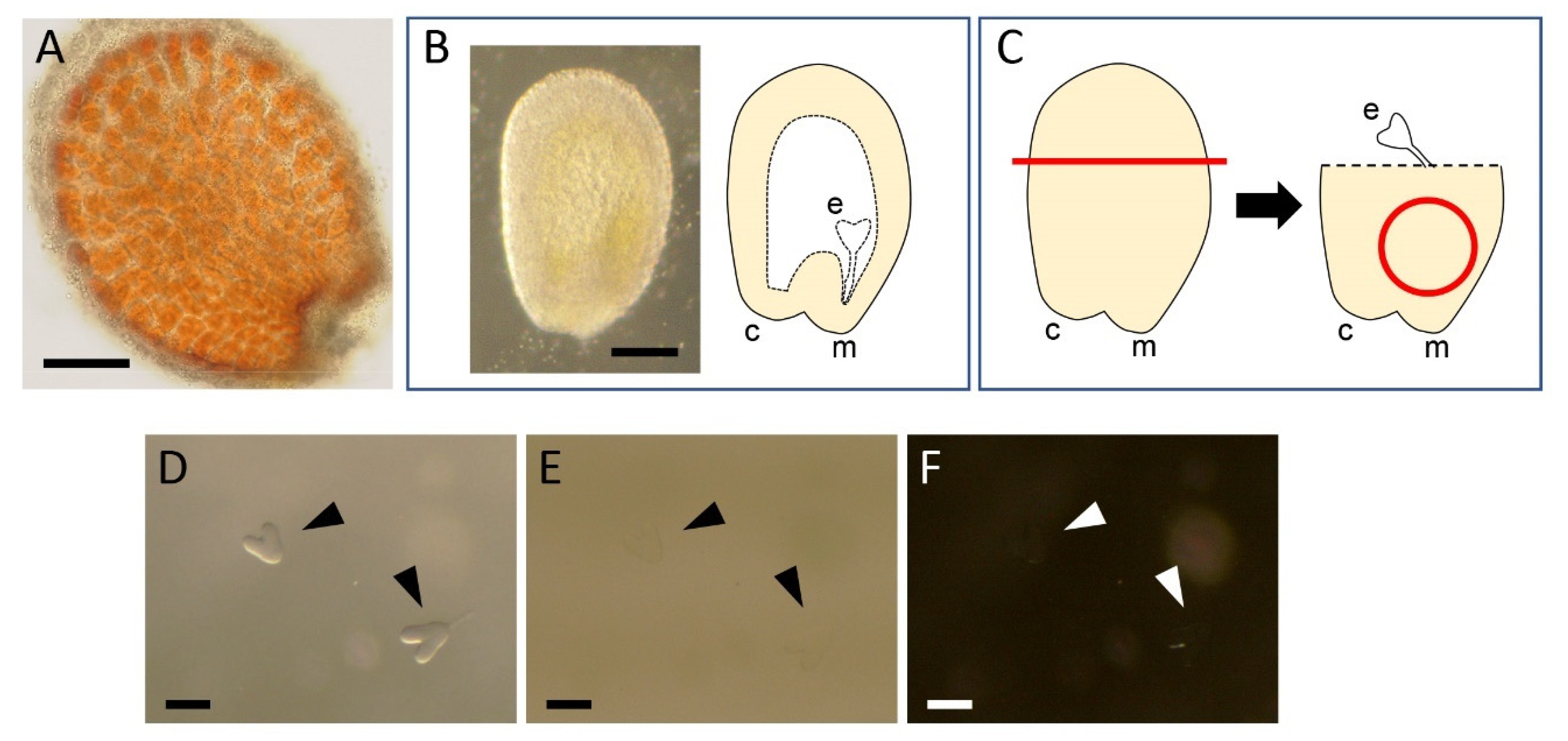 Plants 10 00190 g001
