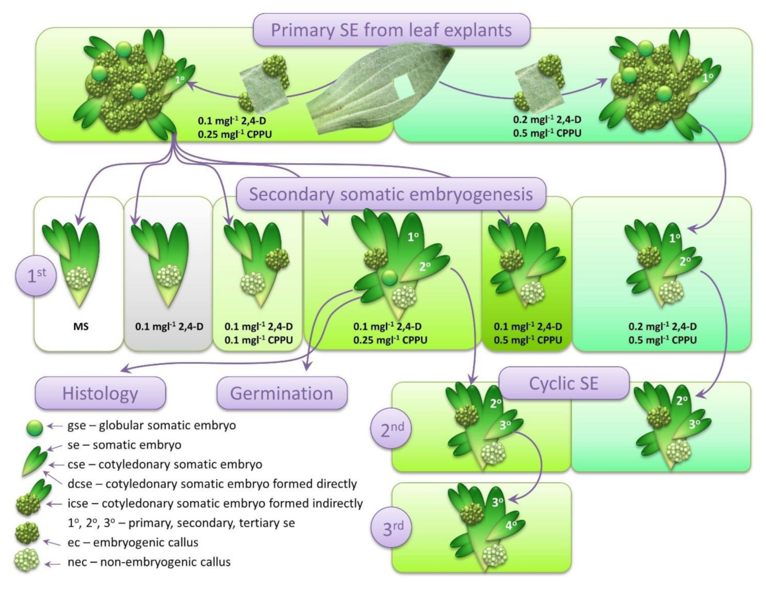 plant embryogenesis