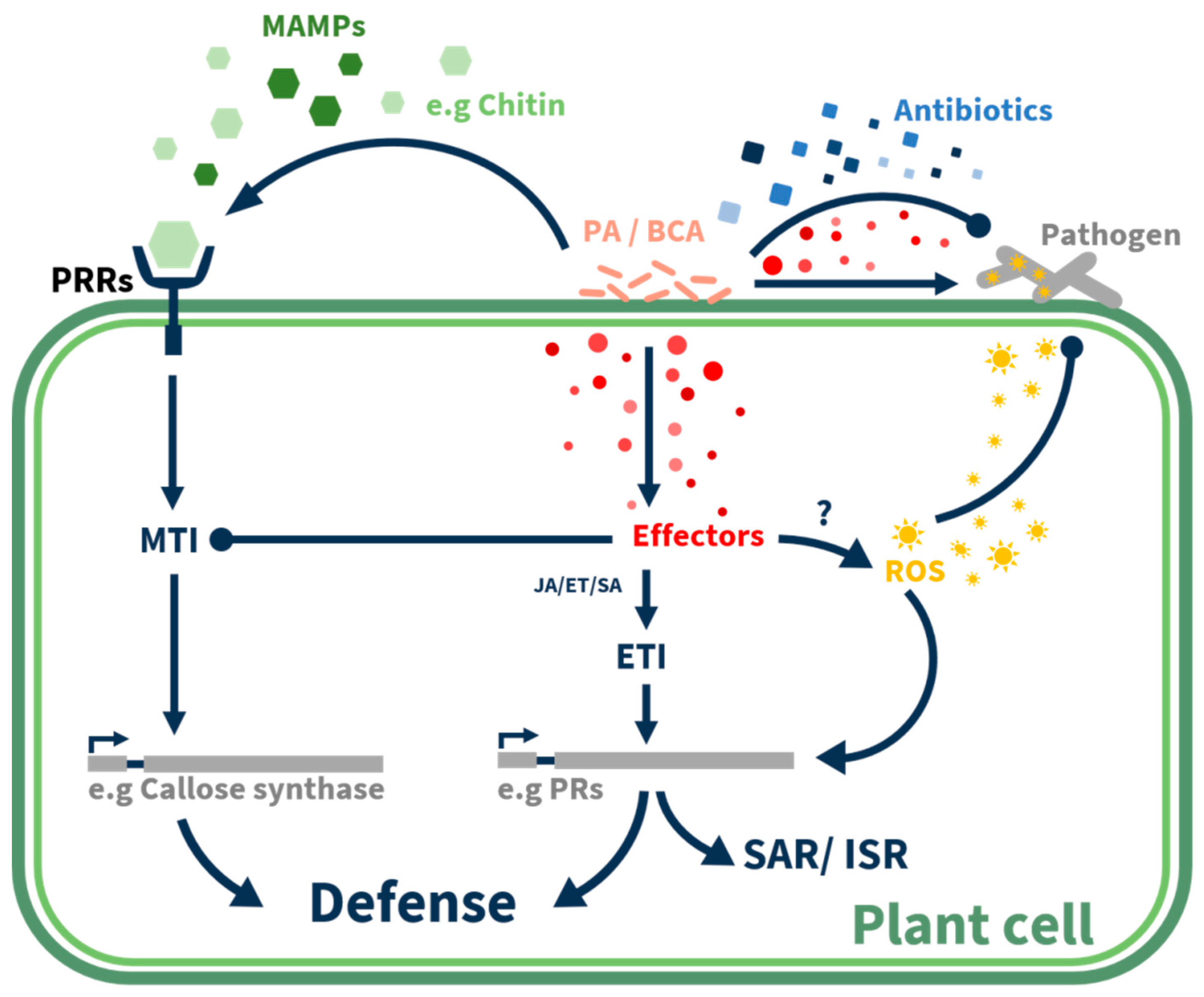 Plants 10 00210 g002