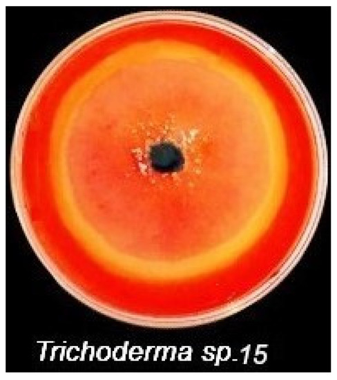 Plants | Free Full-Text | Crude Citric Acid of Trichoderma