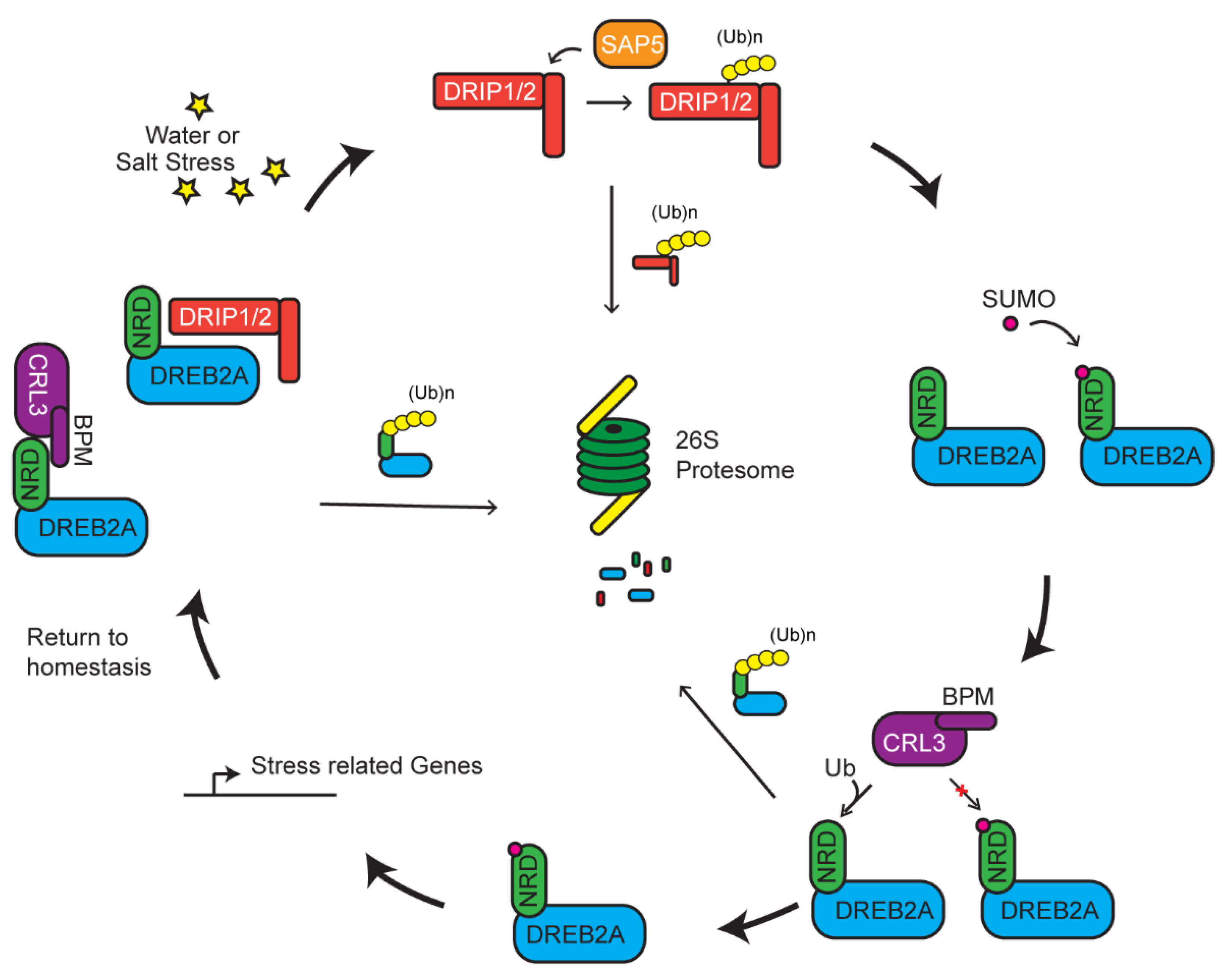 Plants 10 00246 g003 Plants 10 00246 g003