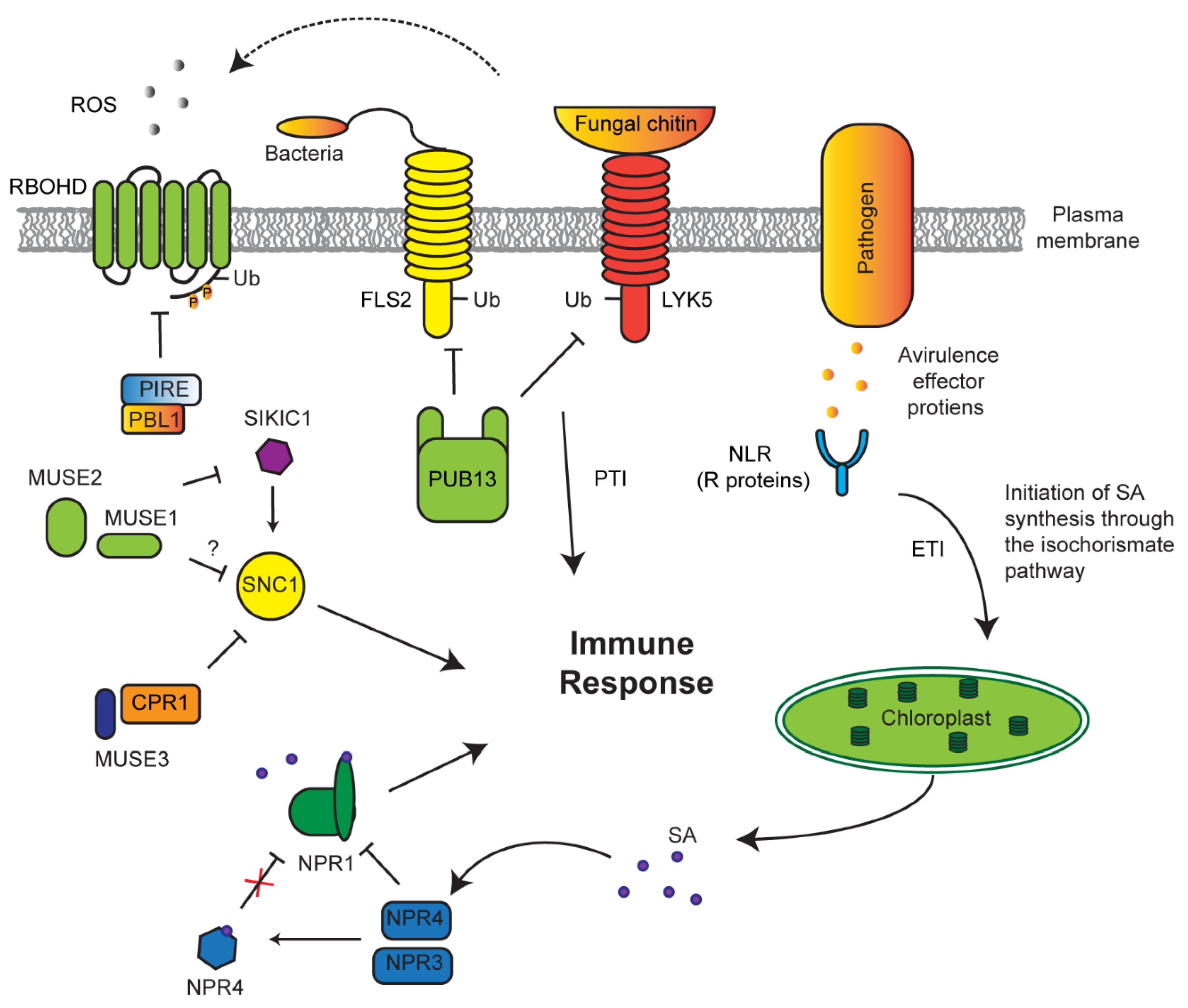 Plants 10 00246 g005 Plants 10 00246 g005