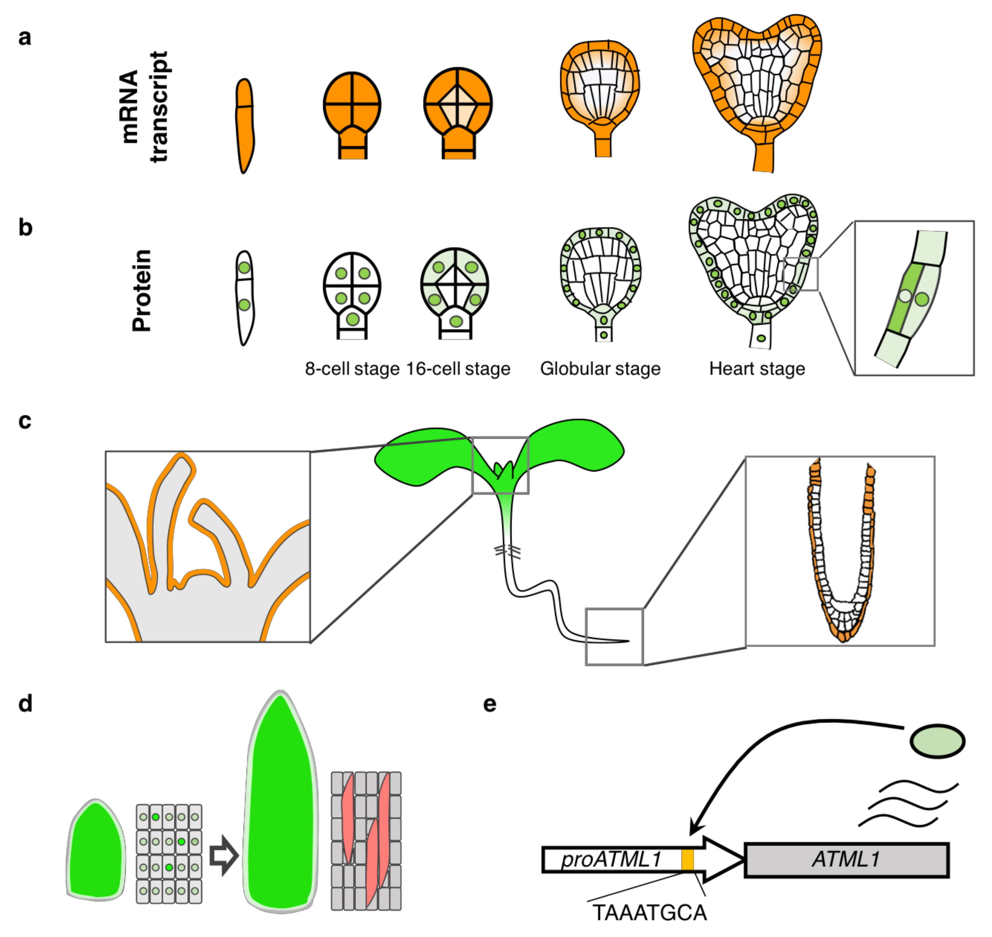 Plants 10 00290 g002 Plants 10 00290 g002