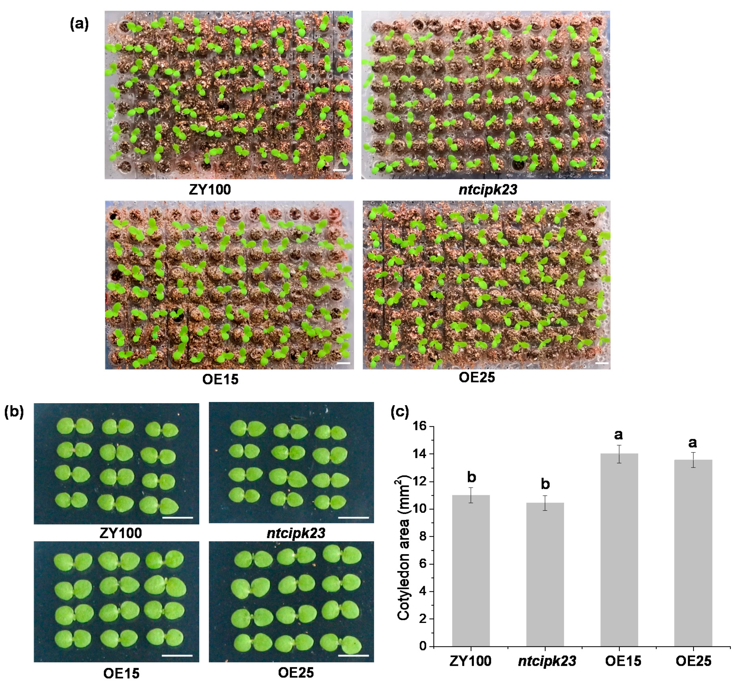 Plants 10 00323 g004