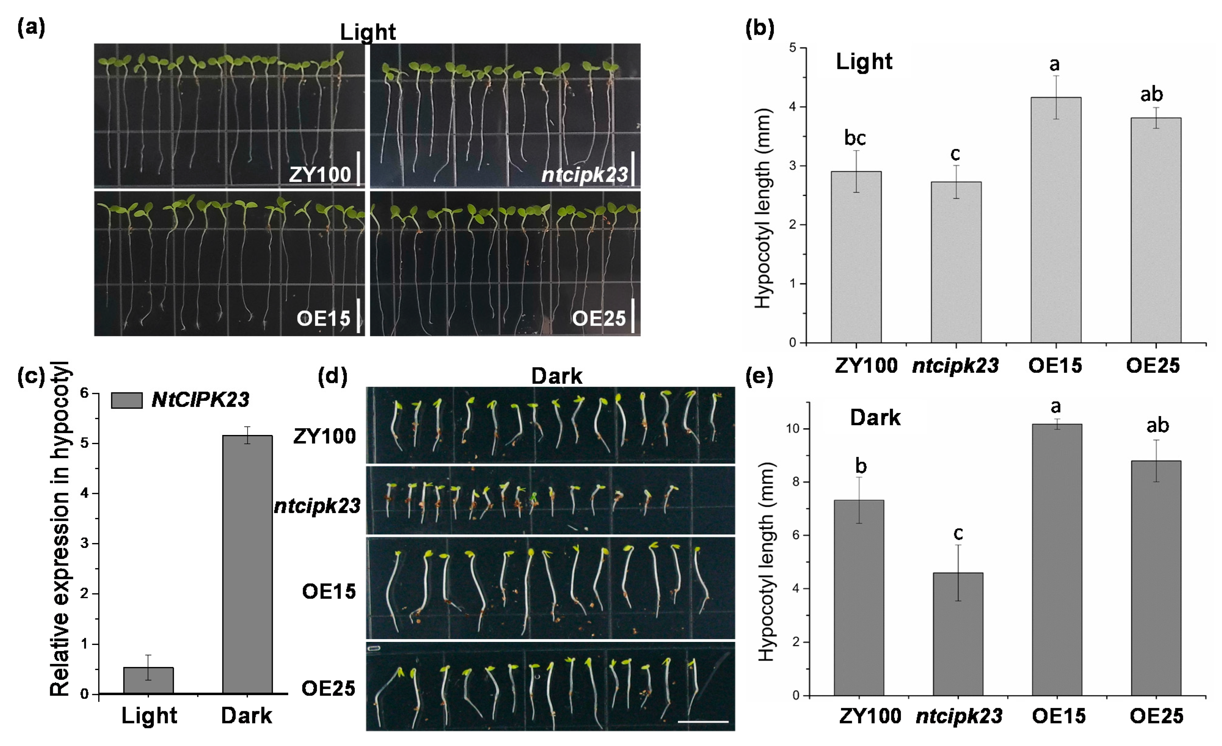 Plants 10 00323 g005