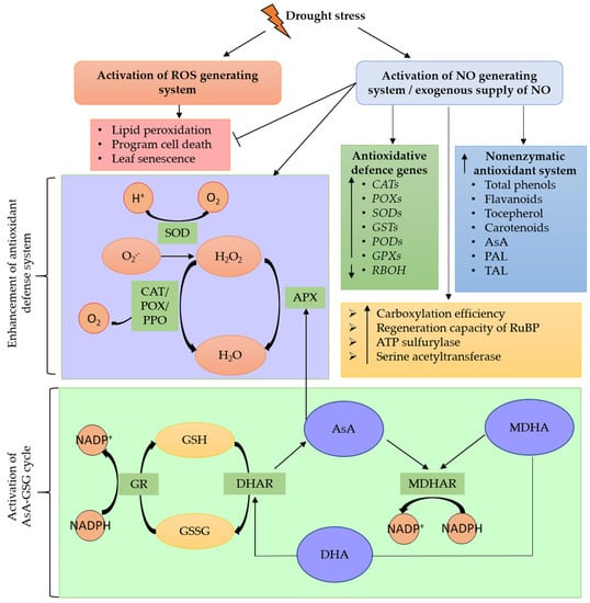 Plants | Free Full-Text | Plant Nitric Oxide Signaling under Drought Stress