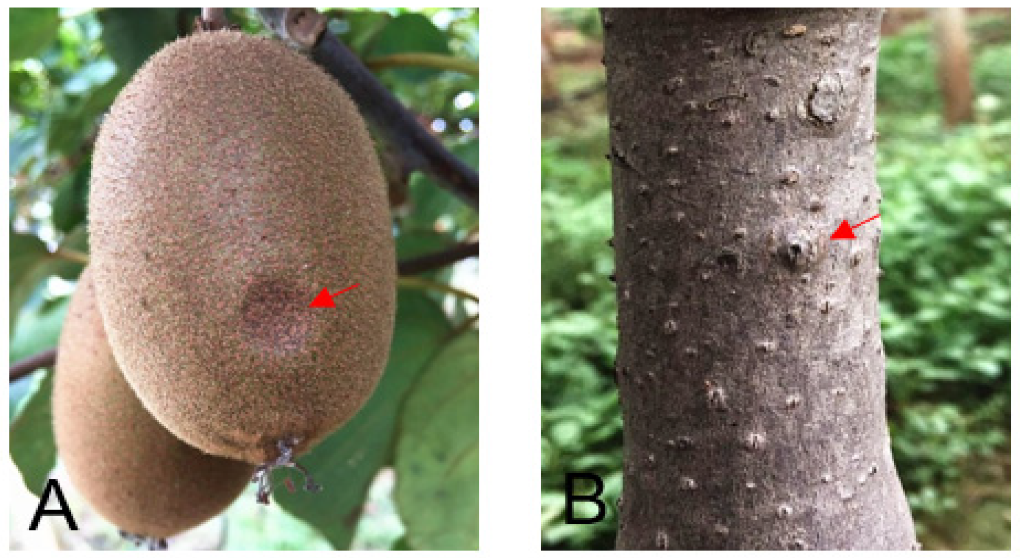 The Simple 3-Step Method for Picking Ripe Kiwifruit