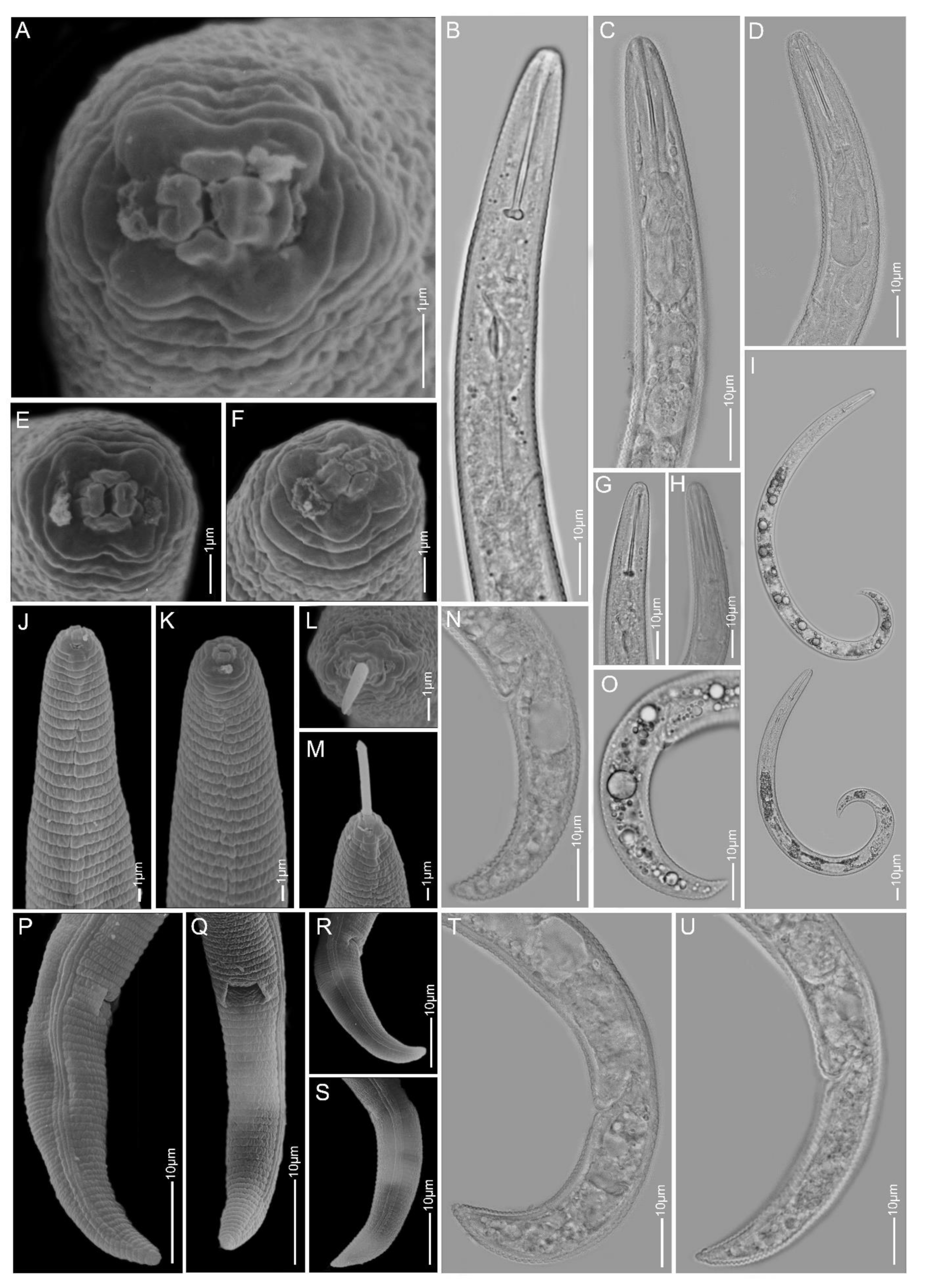 Plants Free Full Text Integrative Taxonomy And Molecular Phylogeny Of The Plant Parasitic Nematode Genus Paratylenchus Nematoda Paratylenchinae Linking Species With Molecular Barcodes Html