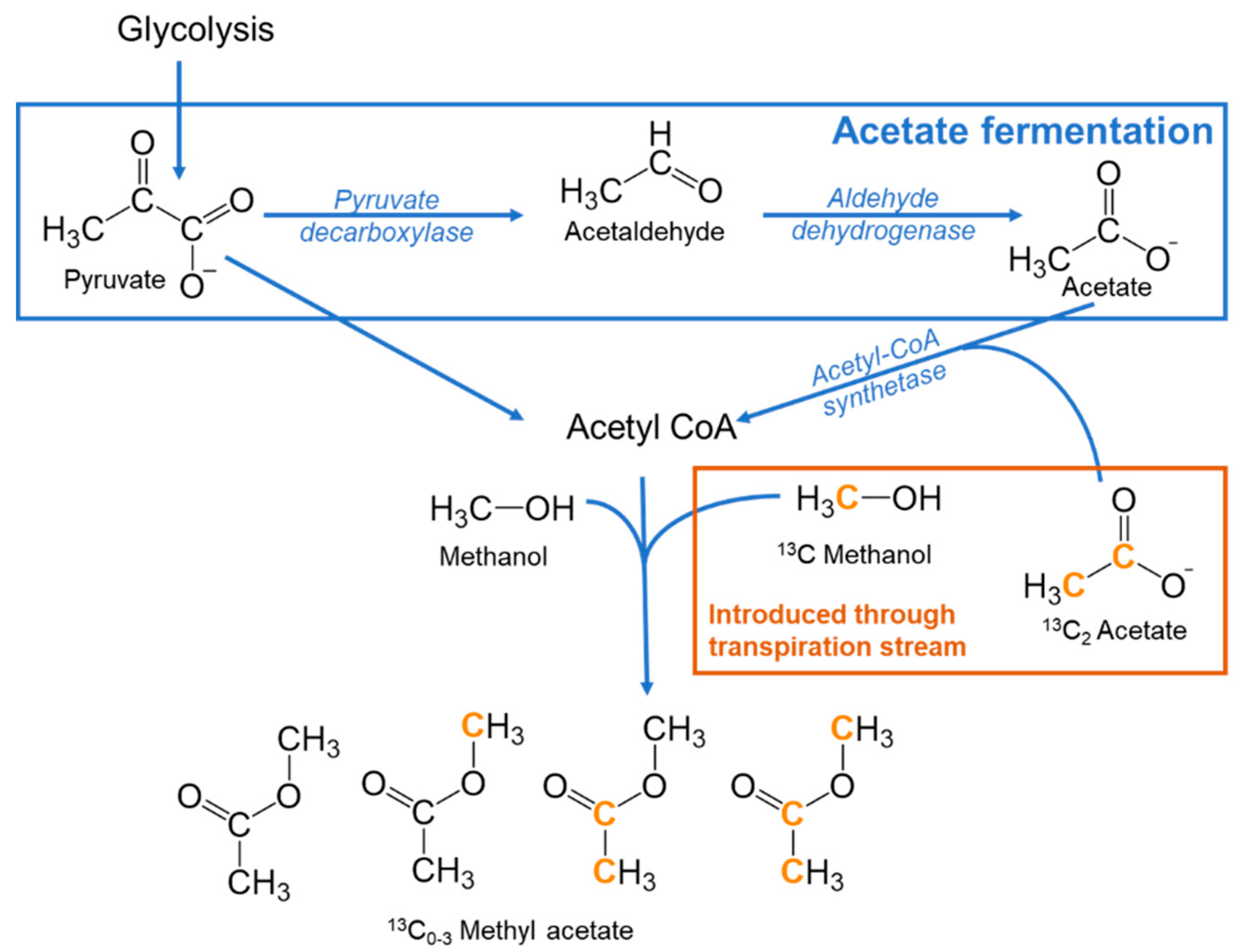 Plants | Free Full-Text | Are Methanol-Derived Foliar Methyl Acetate  Emissions a Tracer of Acetate-Mediated Drought Survival in Plants?