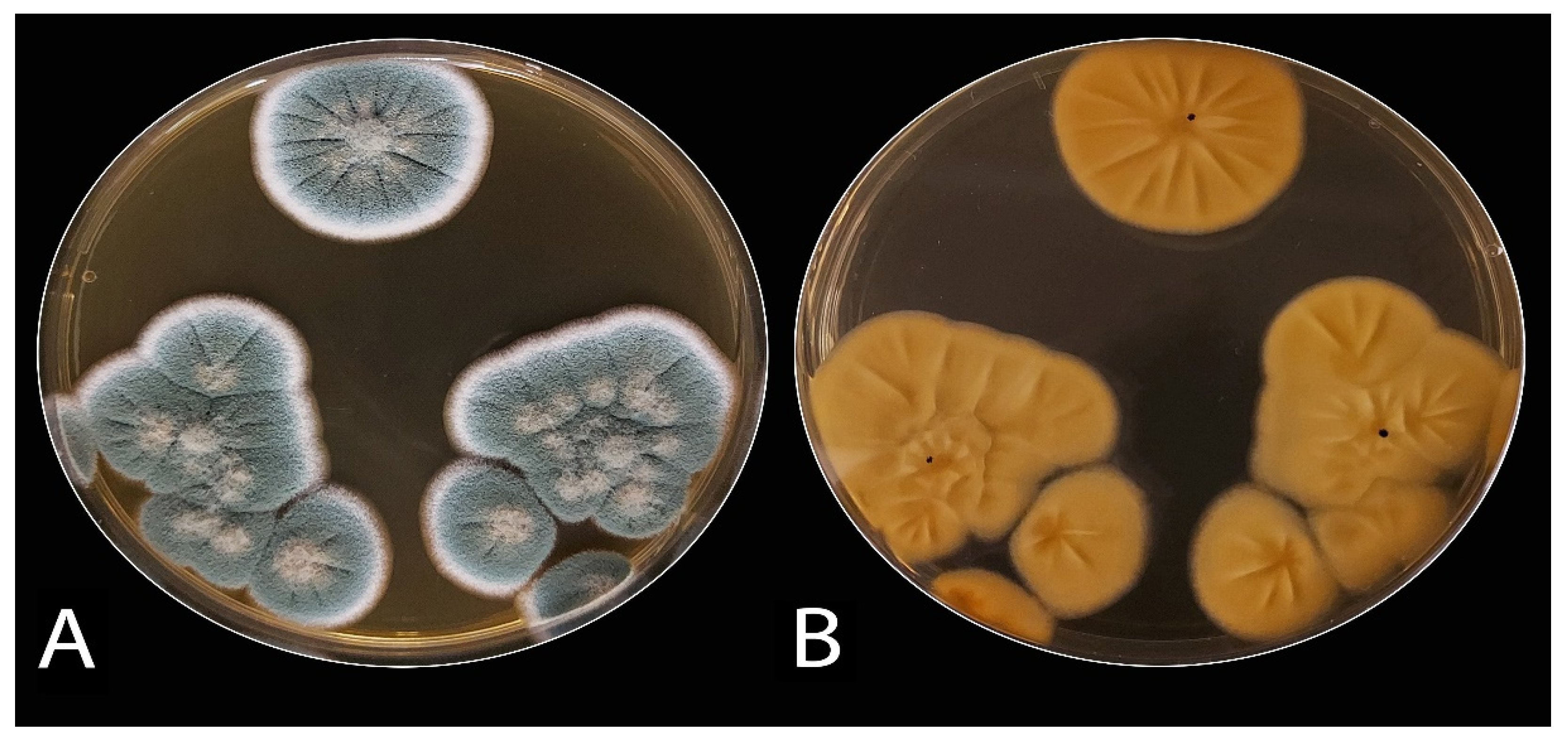 Plants 10 00413 g002