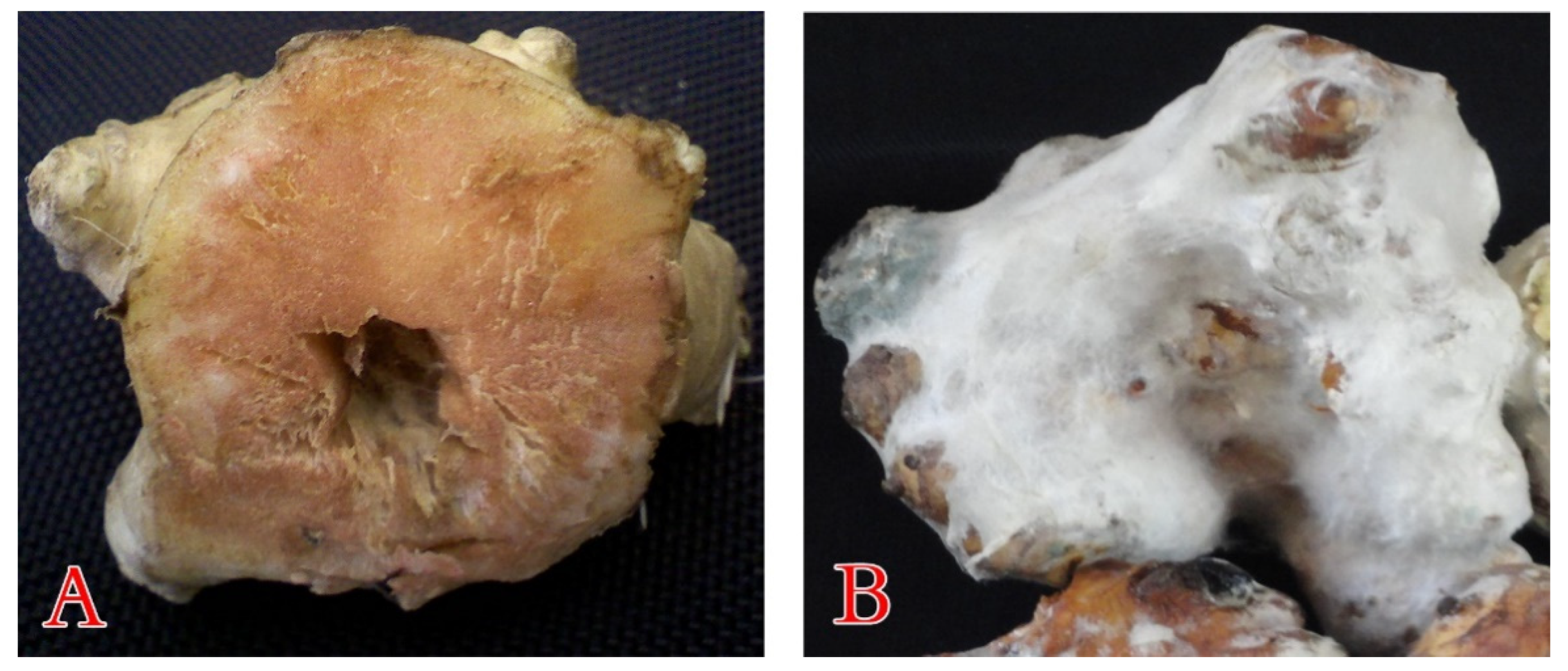 Plants 10 00413 g005