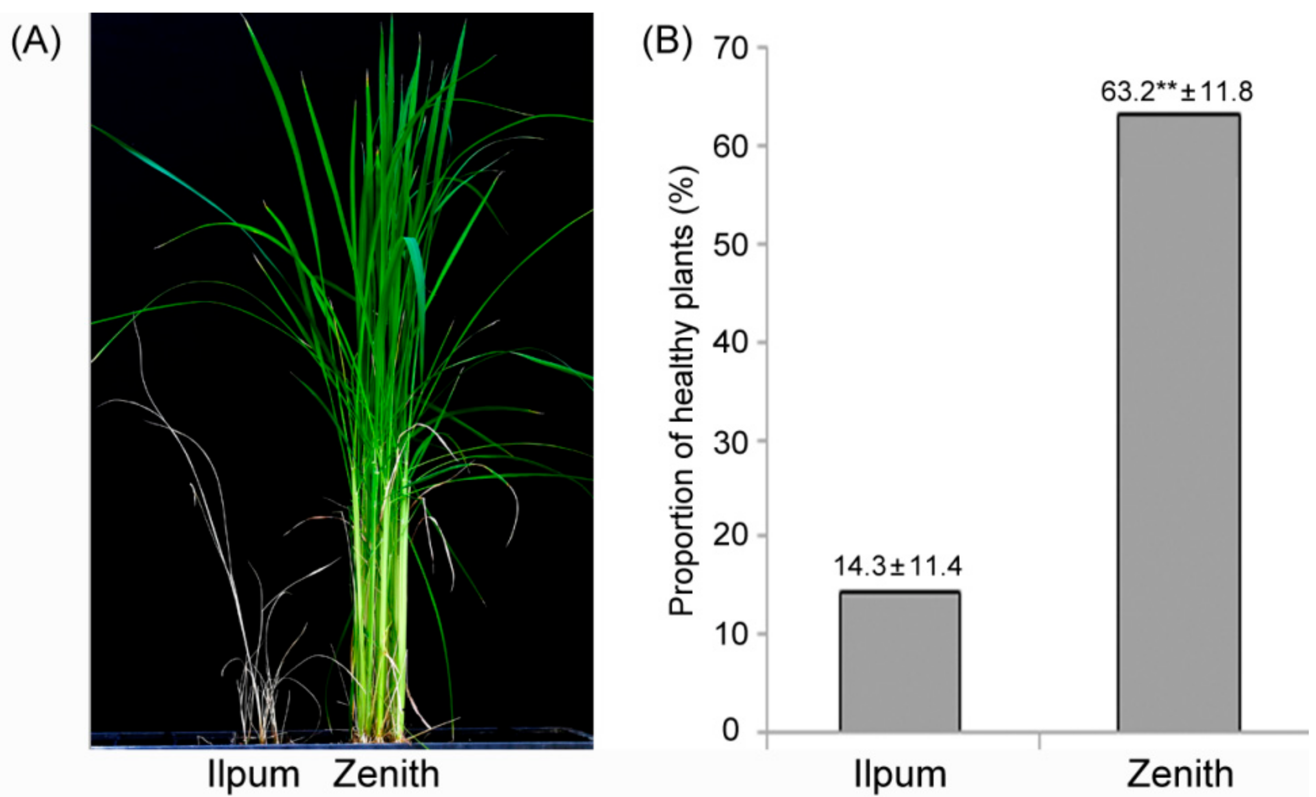 Plants 10 00434 g001