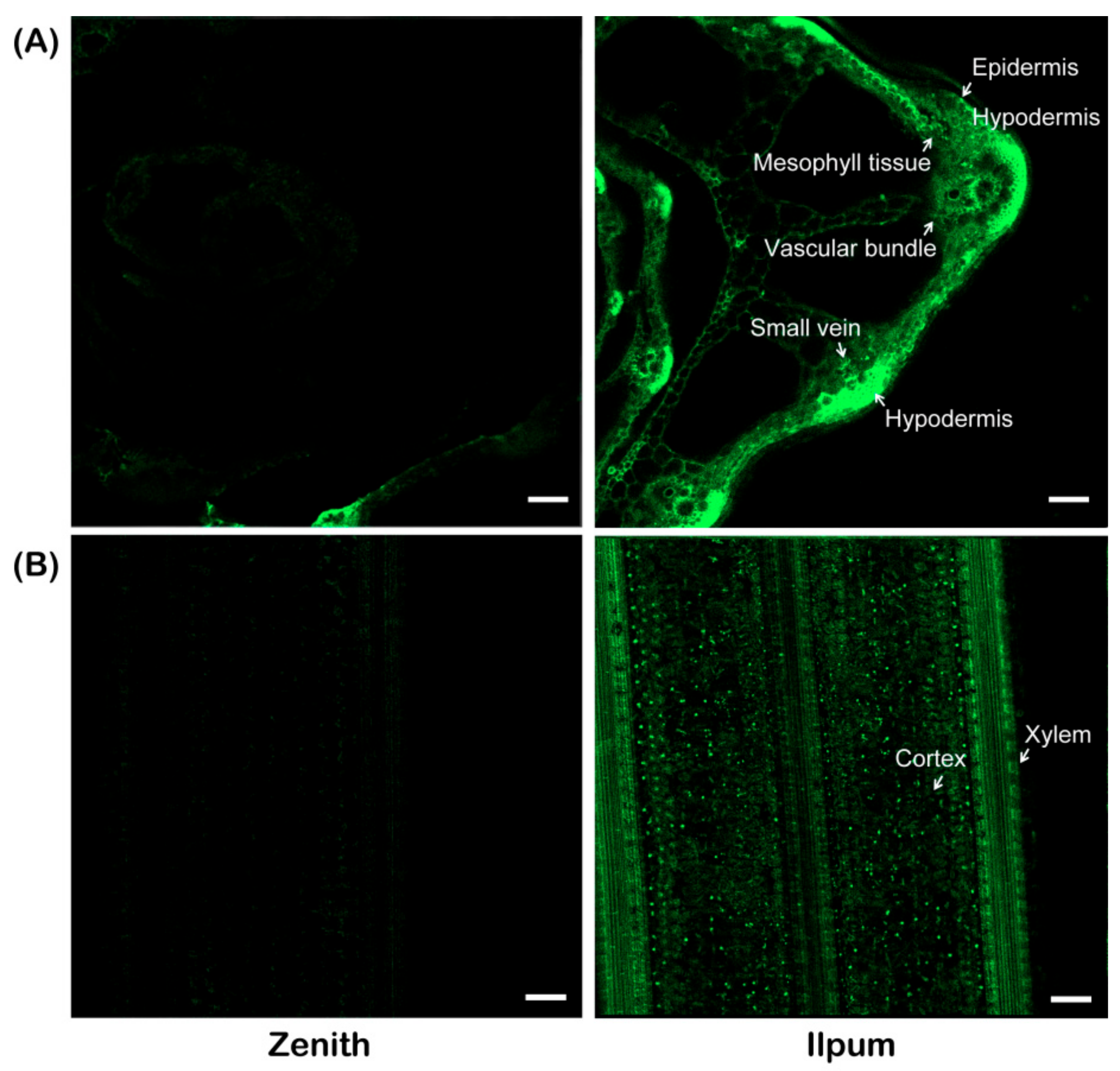 Plants 10 00434 g002