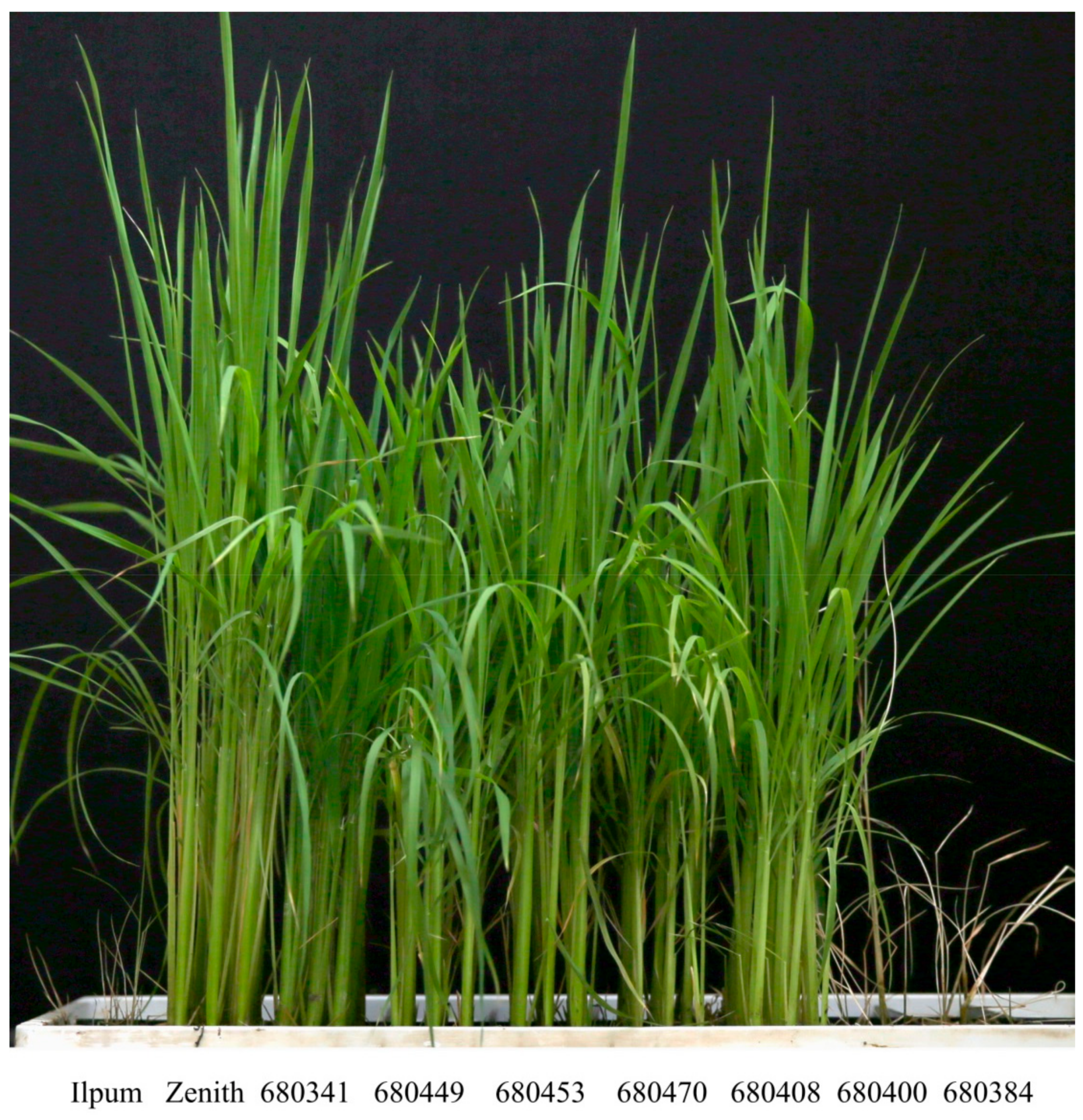 Plants 10 00434 g005