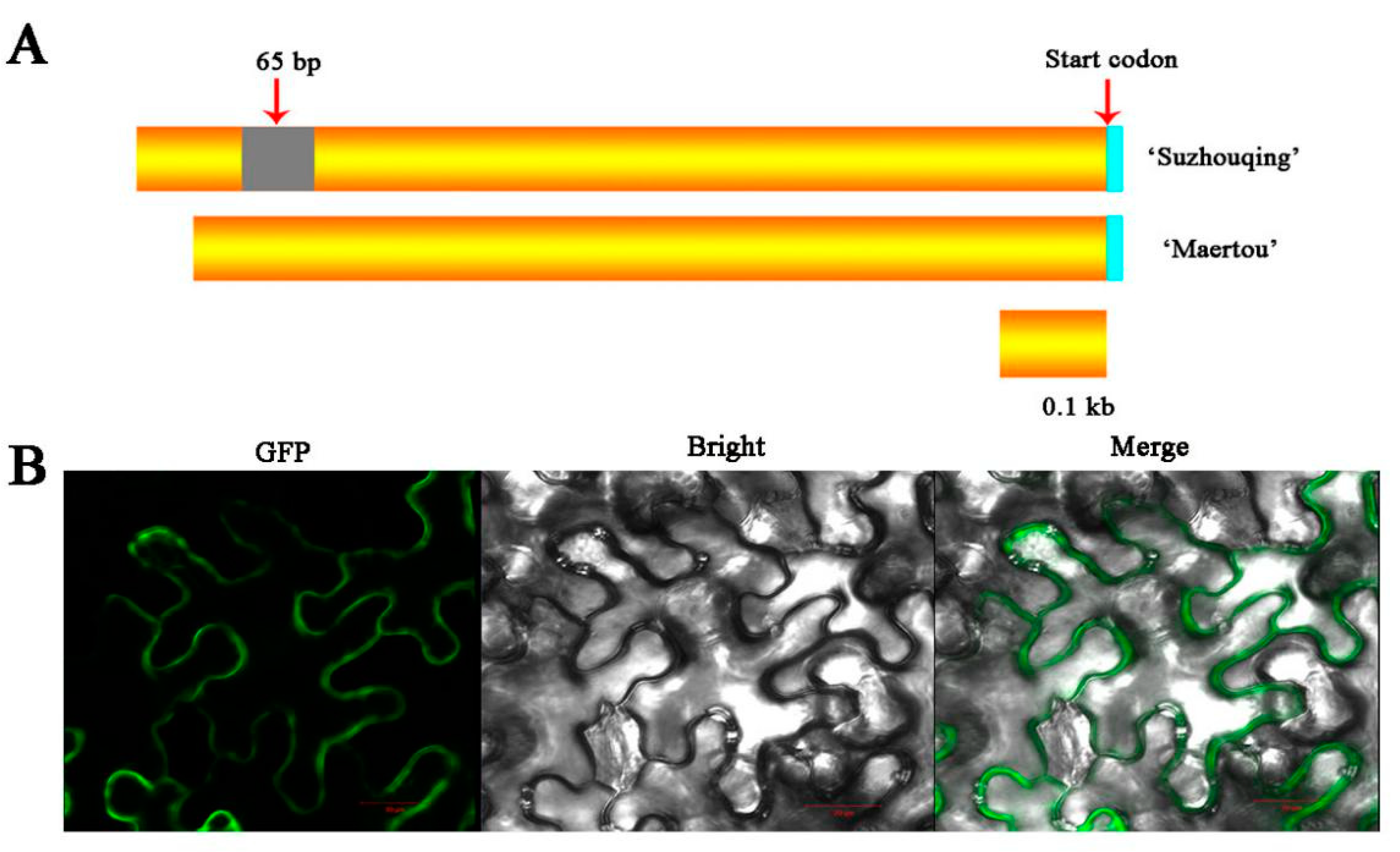 Plants 10 00510 g002