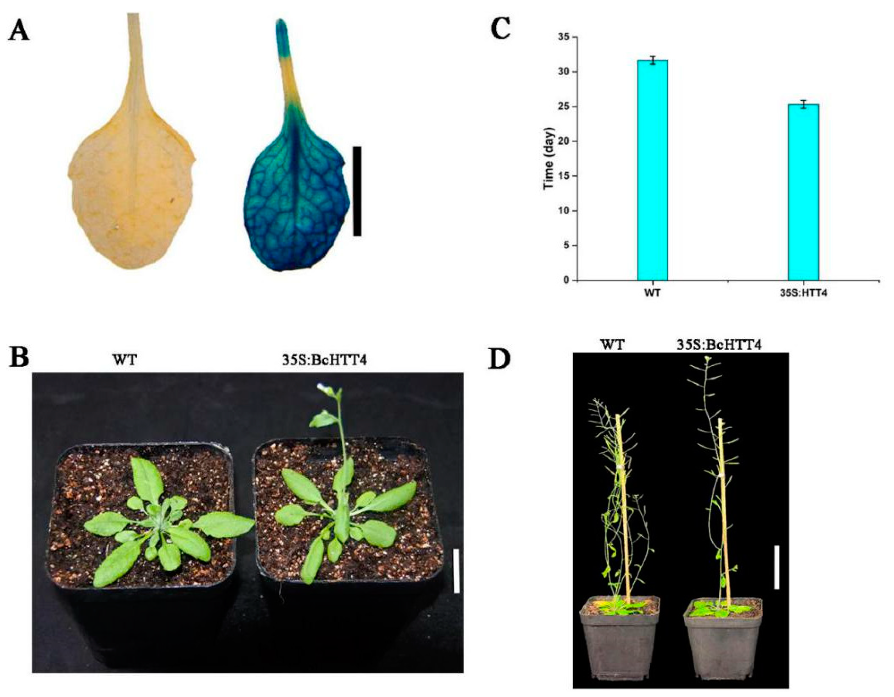 Plants 10 00510 g004