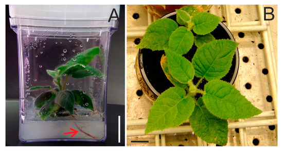 https://www.mdpi.com/plants/plants-10-00526/article_deploy/html/images/plants-10-00526-g001-550.jpg