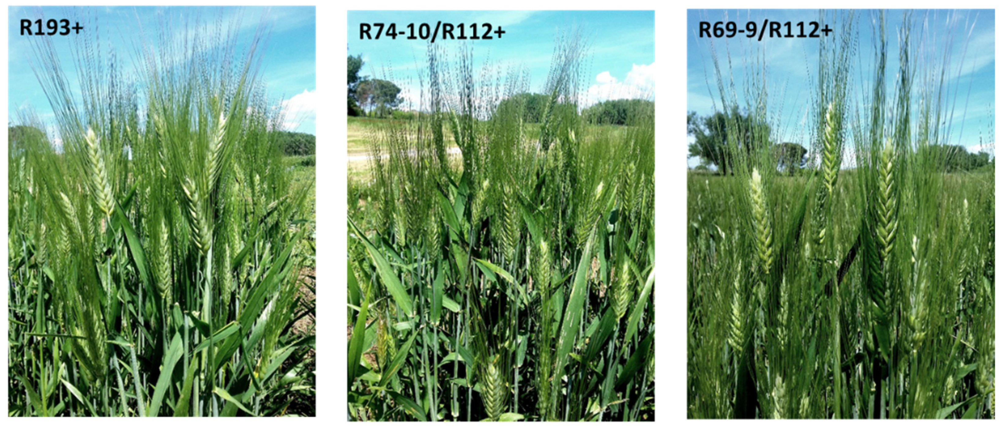 Plants 10 00579 g002