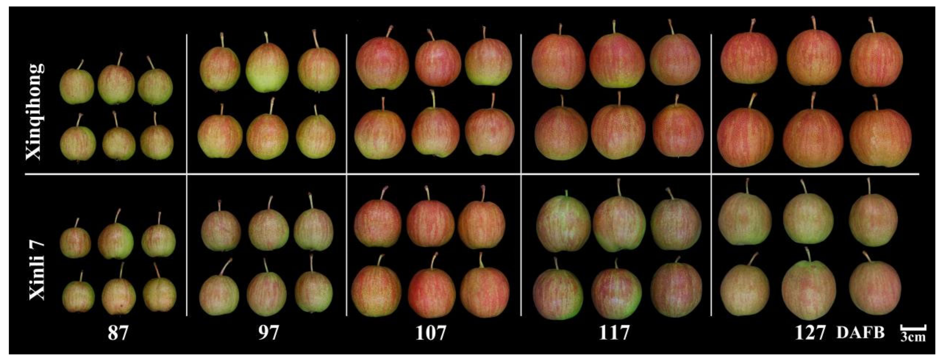 https://www.mdpi.com/plants/plants-10-00626/article_deploy/html/images/plants-10-00626-g001.png