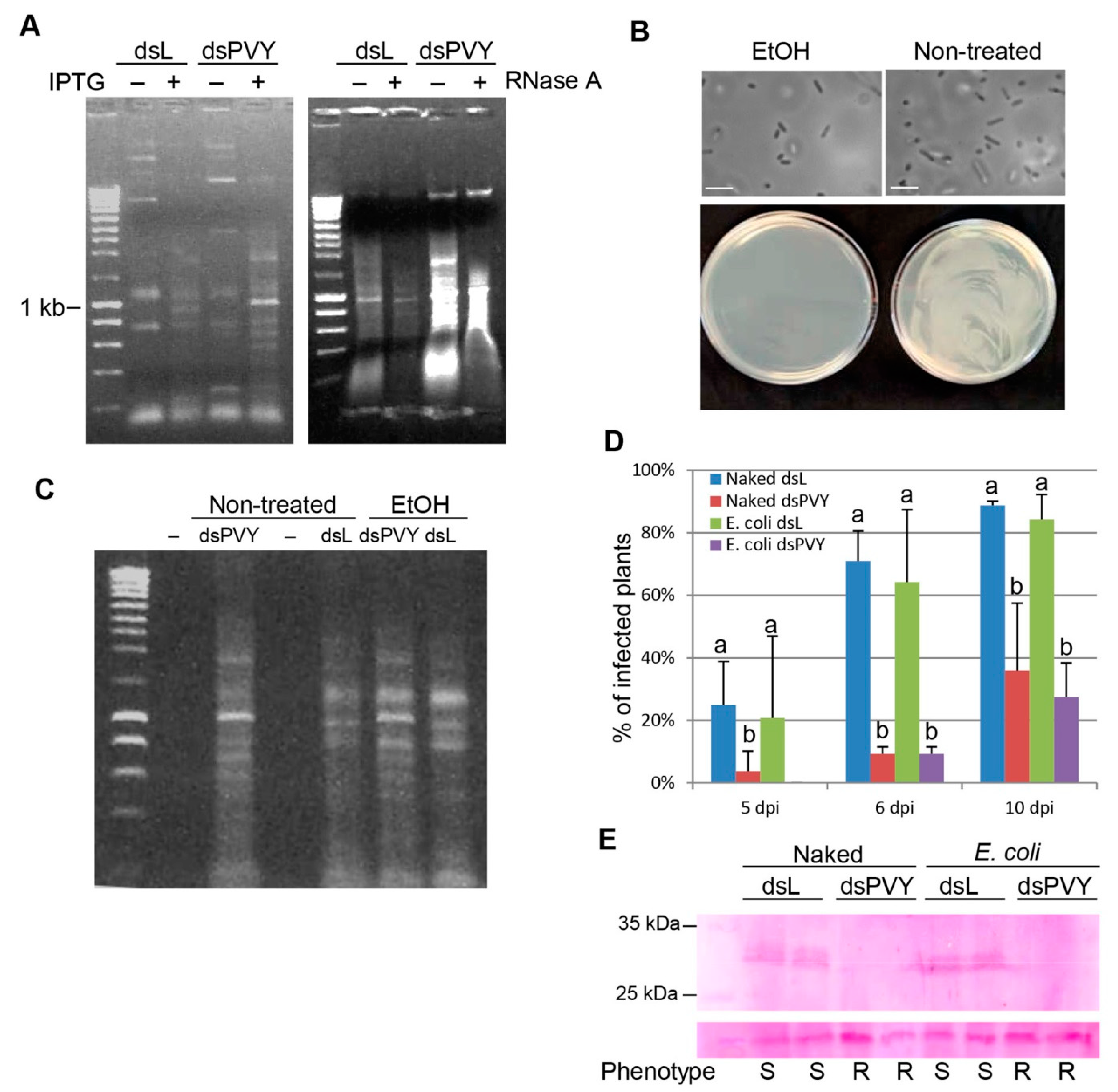 Plants Free Full Text Topical Application Of Escherichia Coli Encapsulated Dsrna Induces Resistance In Nicotiana Benthamiana To Potato Viruses And Involves Rdr6 And Combined Activities Of Dcl2 And Dcl4 Html