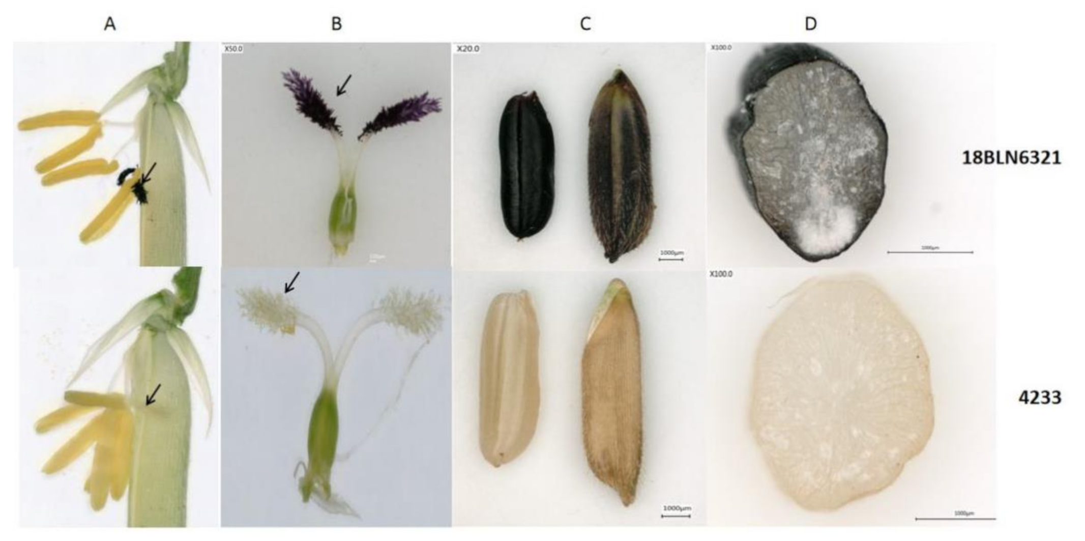 Plants 10 00685 g003