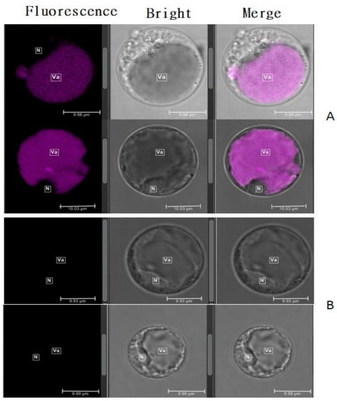 Plants 10 00685 g004