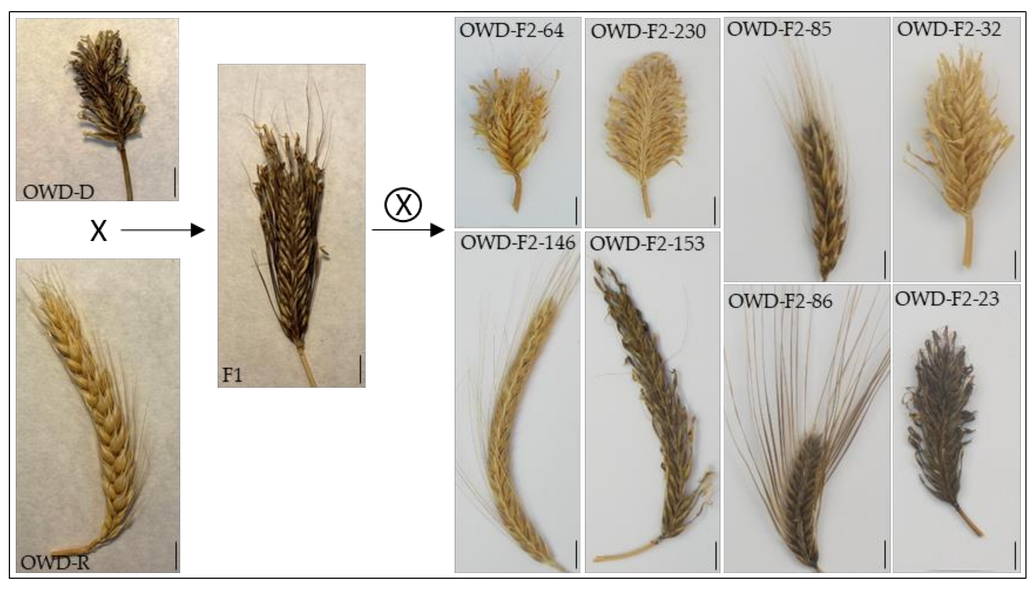 Plants | Free Full-Text | An F2 Barley Population as a Tool for Teaching  Mendelian Genetics
