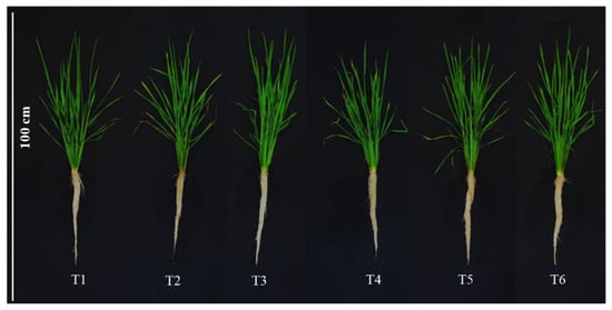 Plants | Free Full-Text | Silicon Stimulates Plant Growth and