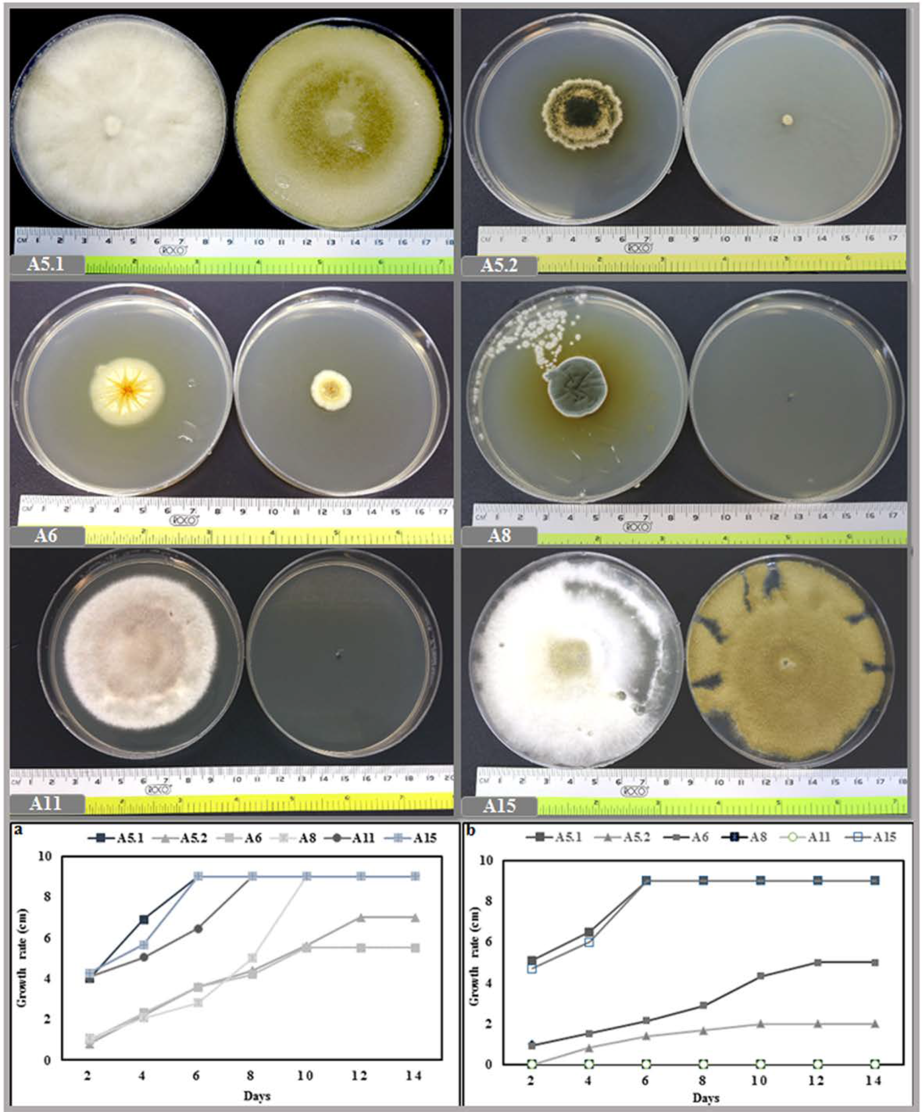 Plants Free Full Text Harnessing The Rhizosphere Of The Halophyte Grass Aeluropus Littoralis For Halophilic Plant Growth Promoting Fungi And Evaluation Of Their Biostimulant Activities Html