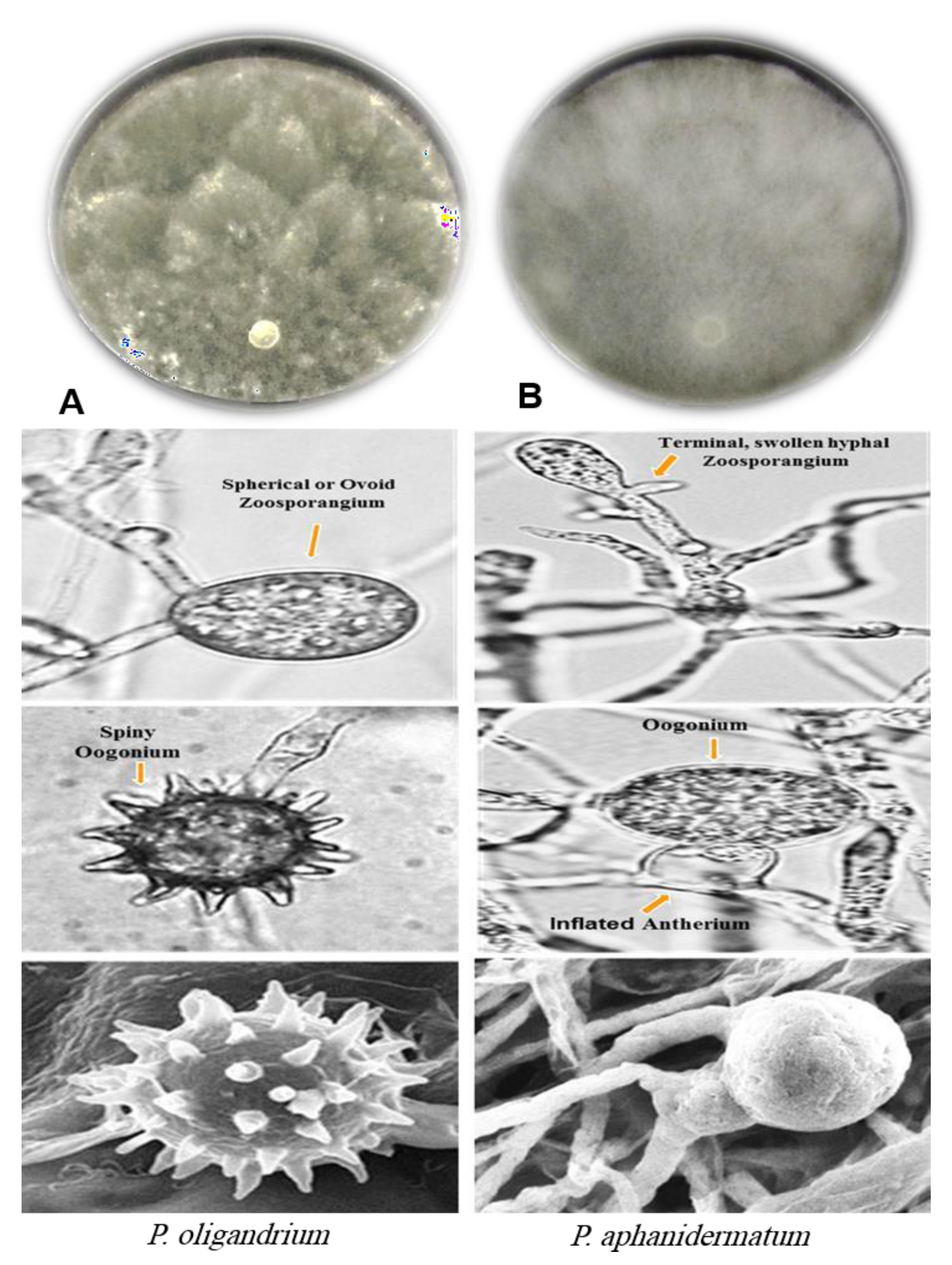 Plants 10 00788 g001 Plants 10 00788 g001