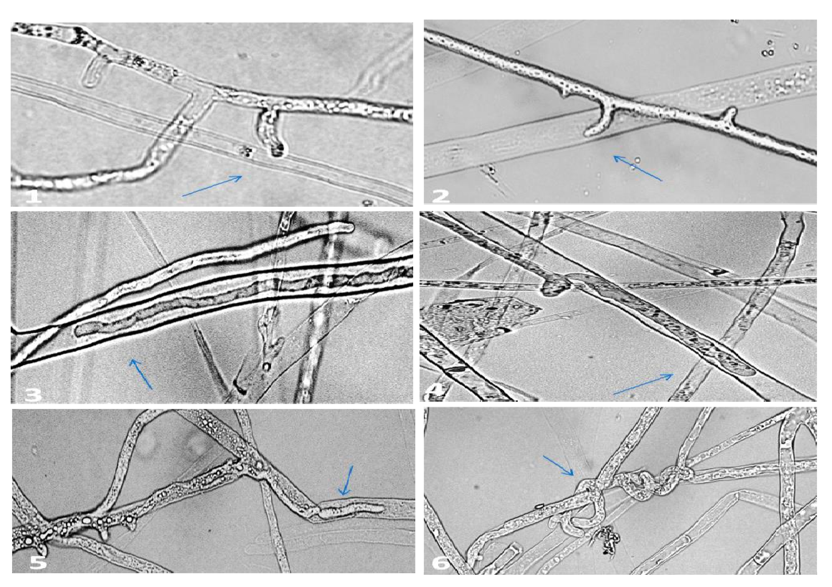 Plants 10 00788 g002 Plants 10 00788 g002