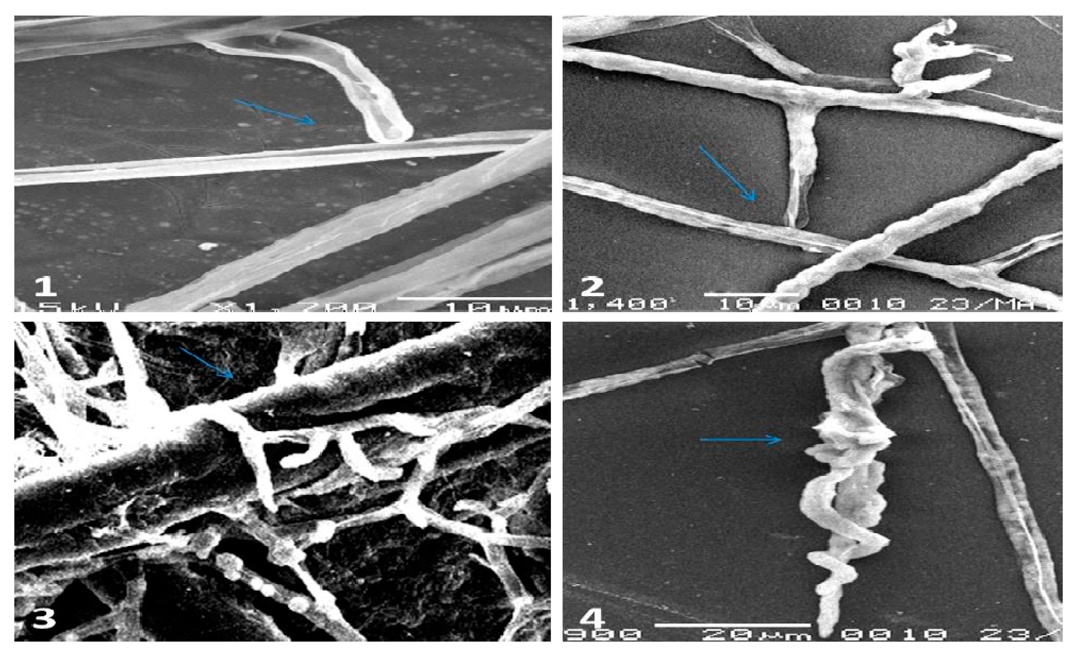 Plants 10 00788 g003 Plants 10 00788 g003