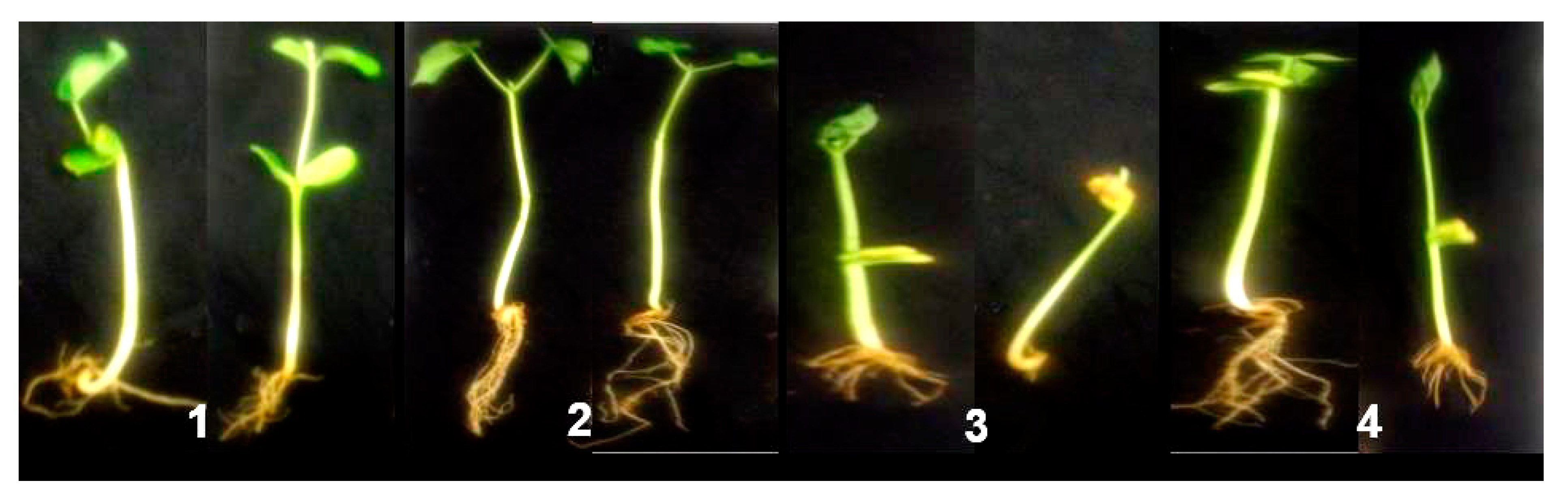 Plants 10 00788 g006 Plants 10 00788 g006