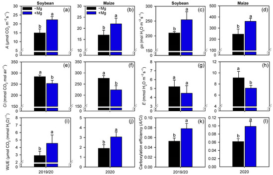 Plants Free Full Text Magnesium Foliar Supplementation Increases Grain Yield Of Soybean And Maize By Improving Photosynthetic Carbon Metabolism And Antioxidant Metabolism Html