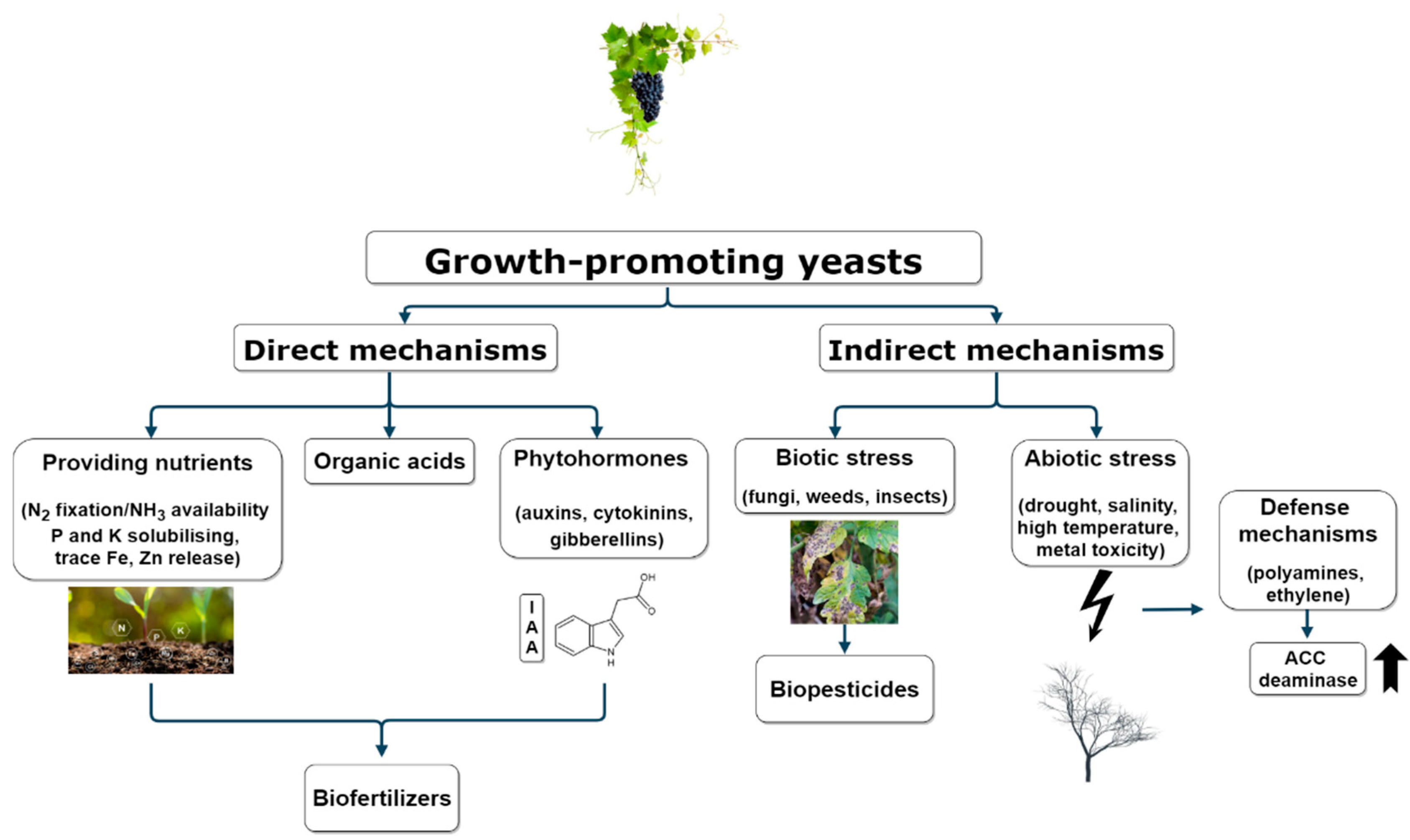 Plants | Free Full-Text | Culturable Yeasts as Biofertilizers and  Biopesticides for a Sustainable Agriculture: A Comprehensive Review