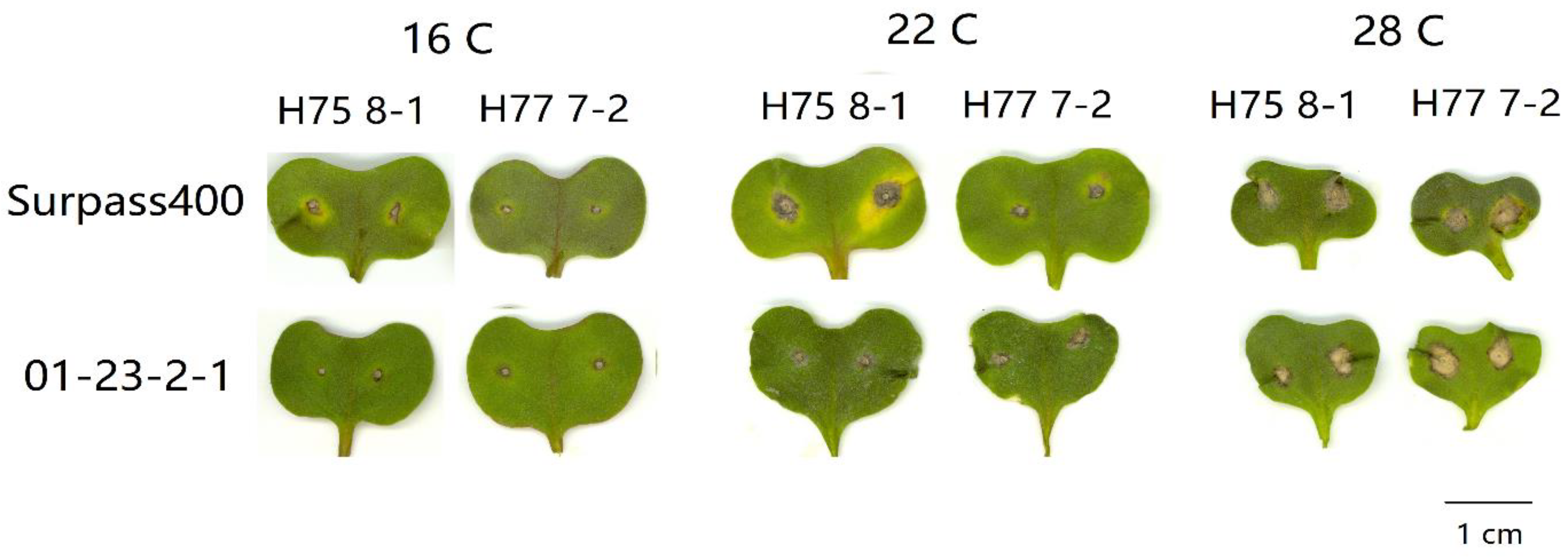 Plants 10 00843 g001