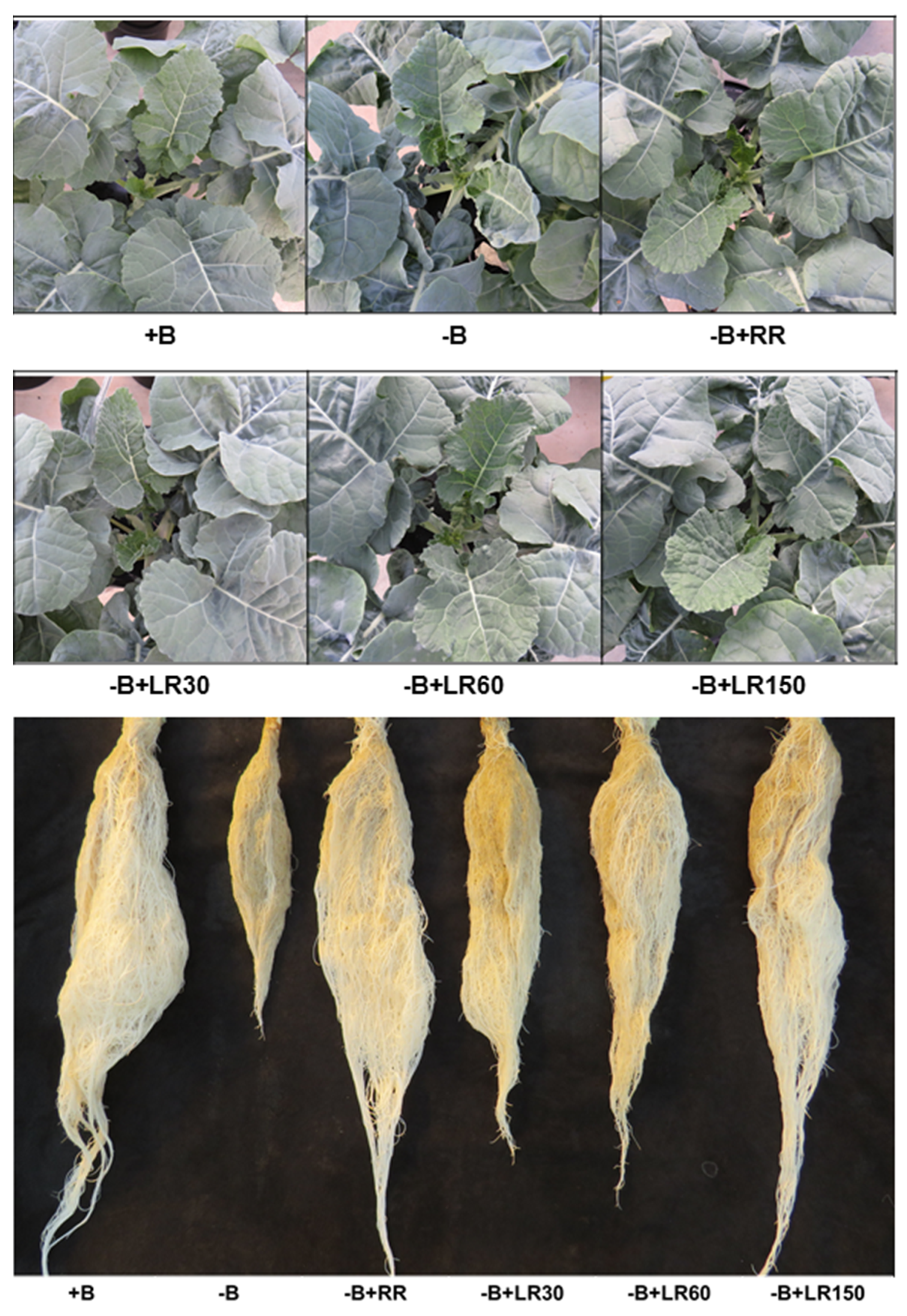 Plants 10 00866 g001 Plants 10 00866 g001