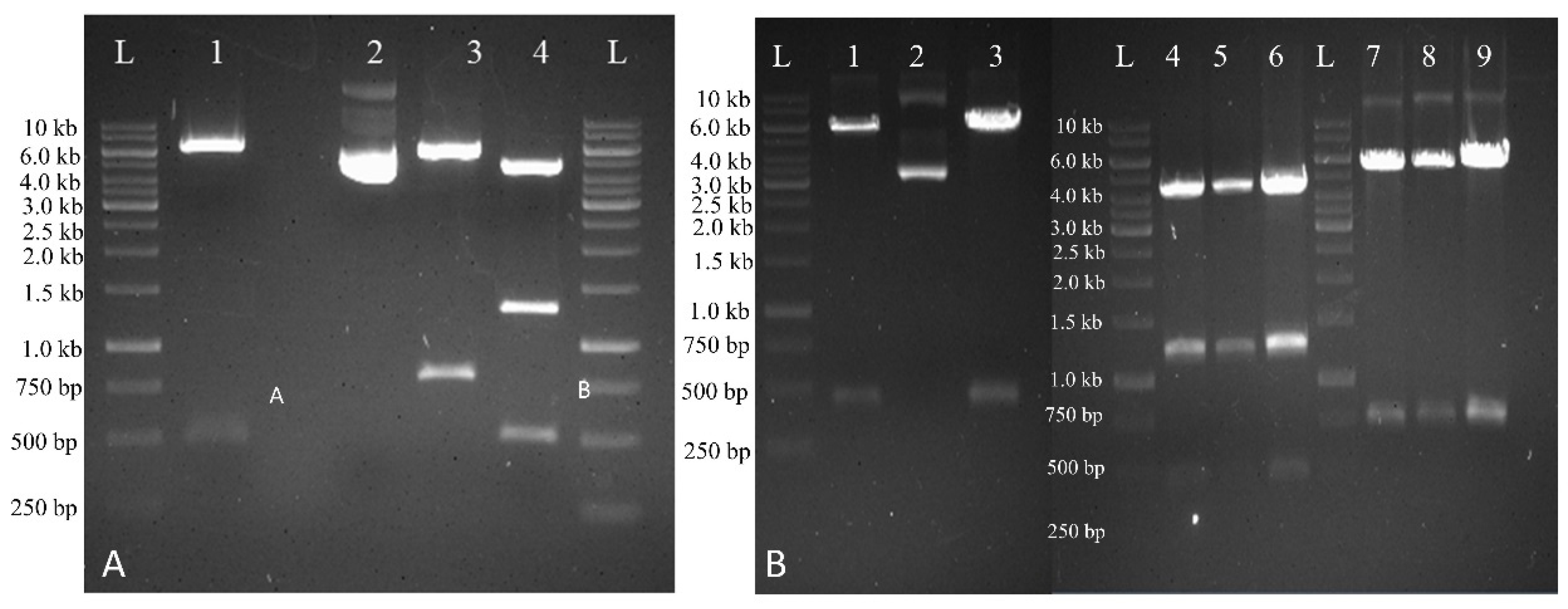 Plants 10 00869 g002