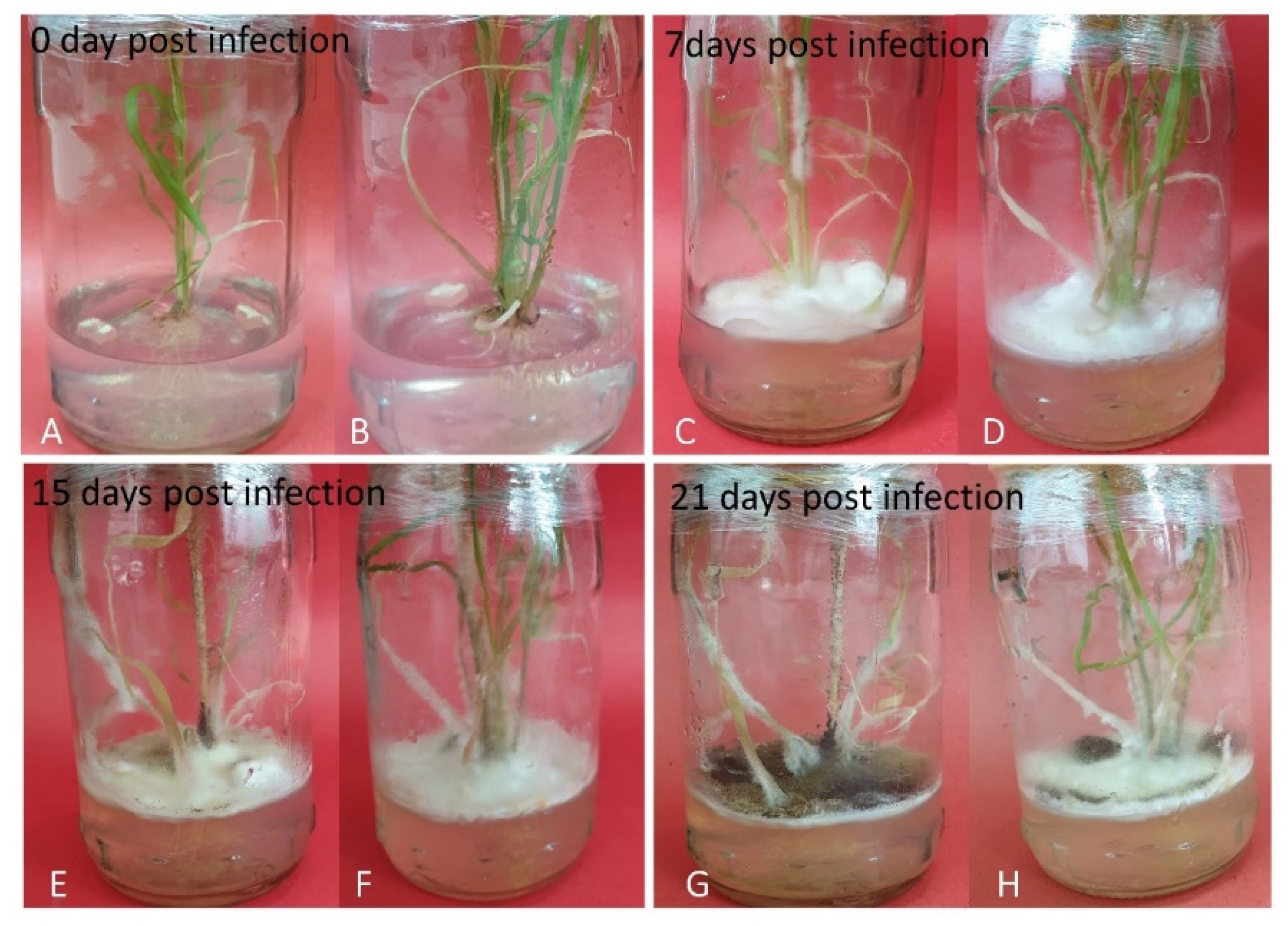 Plants 10 00869 g006