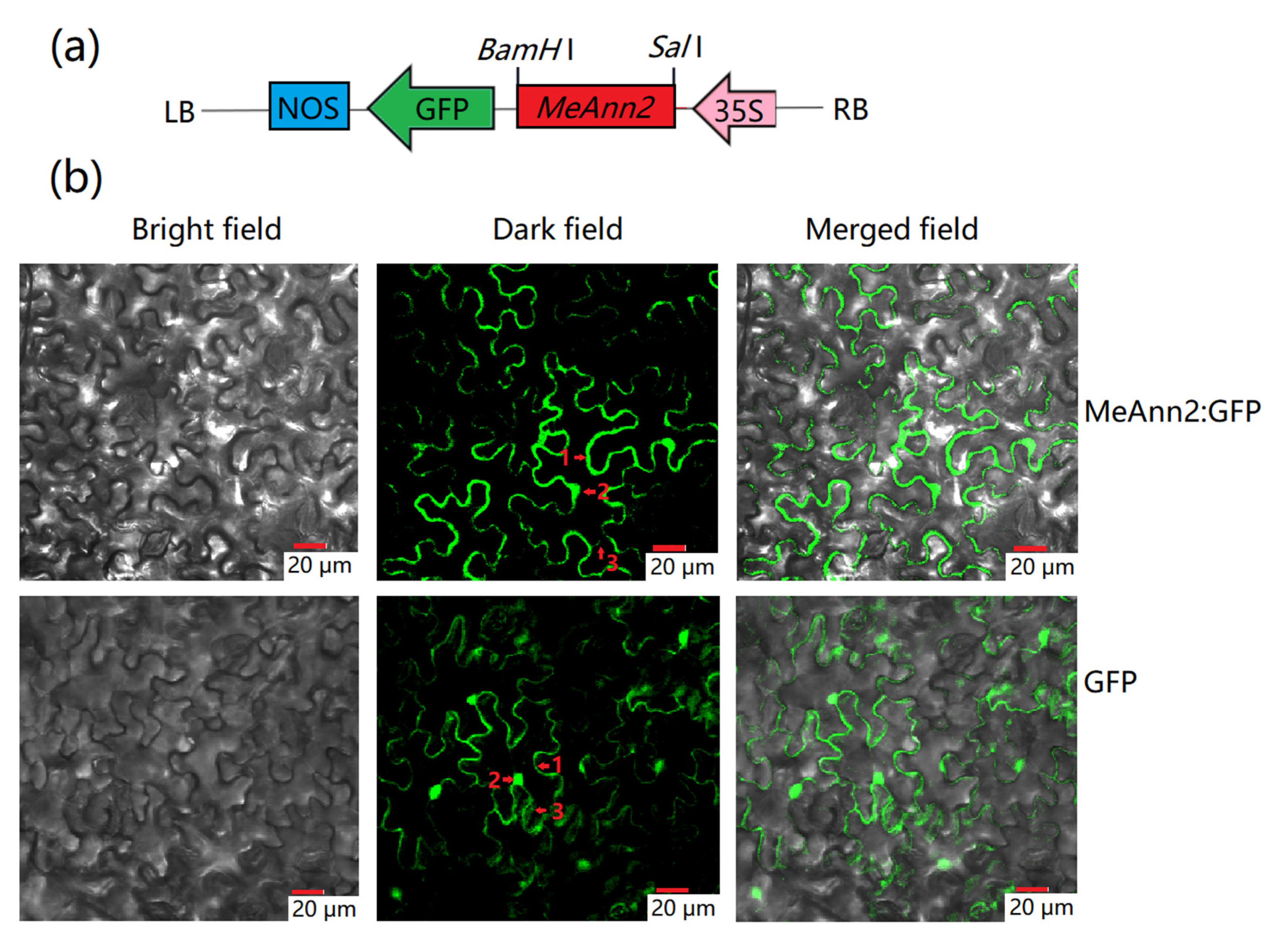 Plants 10 00941 g002 Plants 10 00941 g002