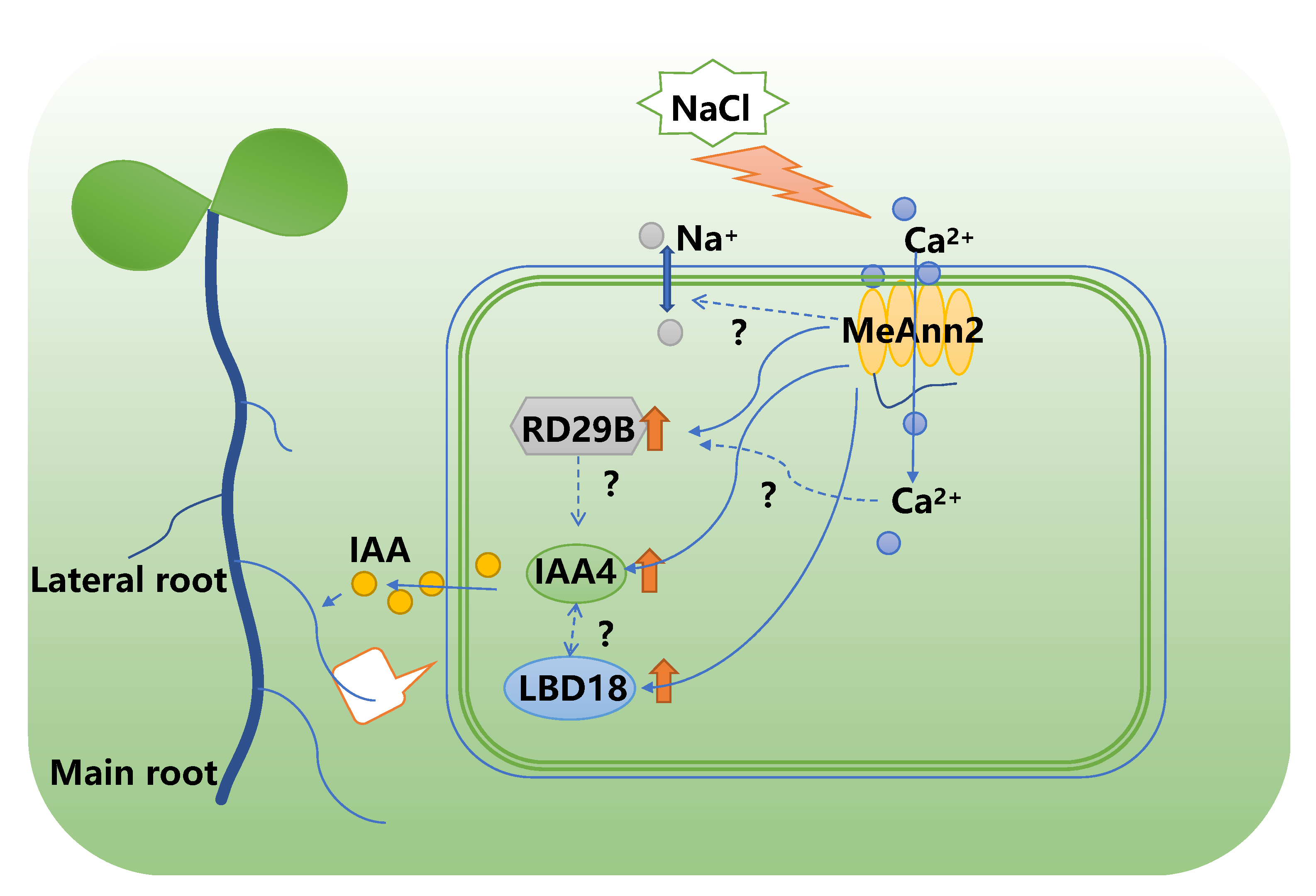 Plants 10 00941 g008 Plants 10 00941 g008