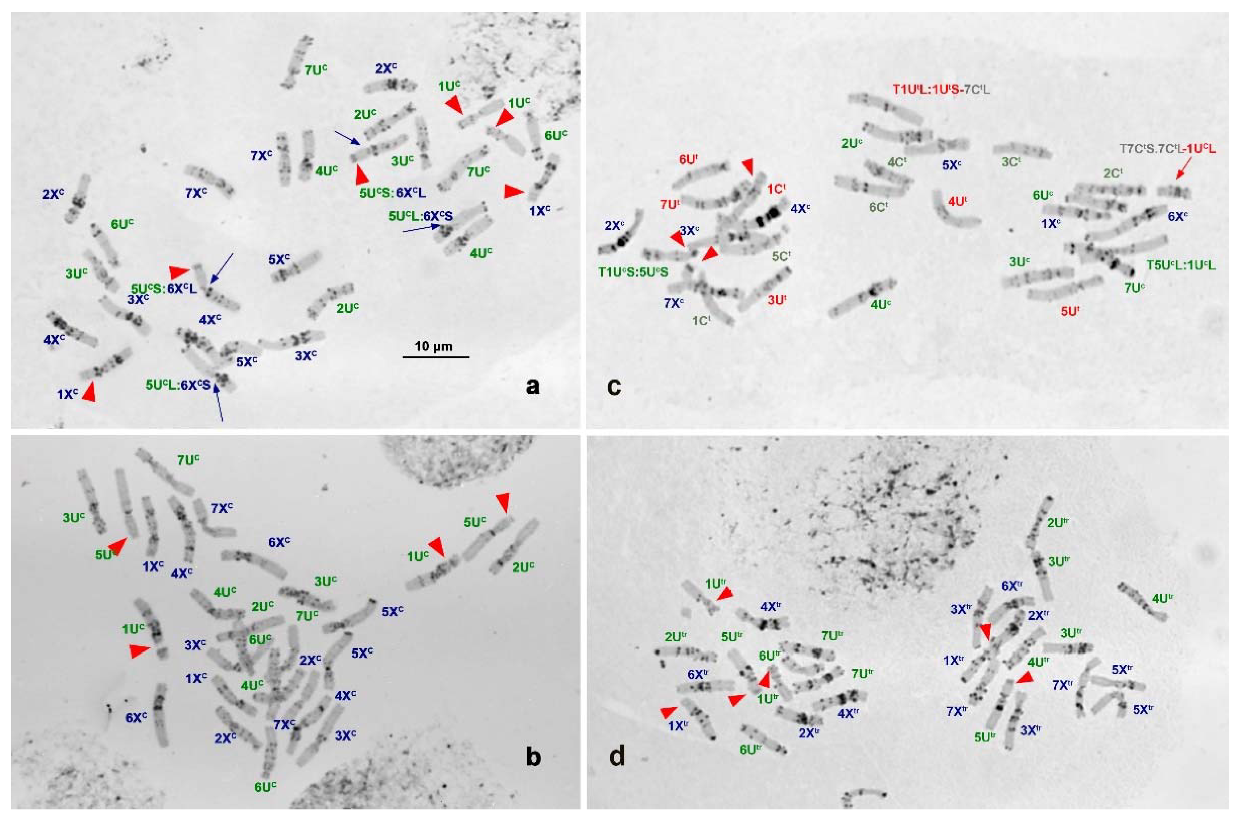 Plants Free Full Text Chromosome And Molecular Analyses Reveal Significant Karyotype Diversity And Provide New Evidence On The Origin Of Aegilops Columnaris Html