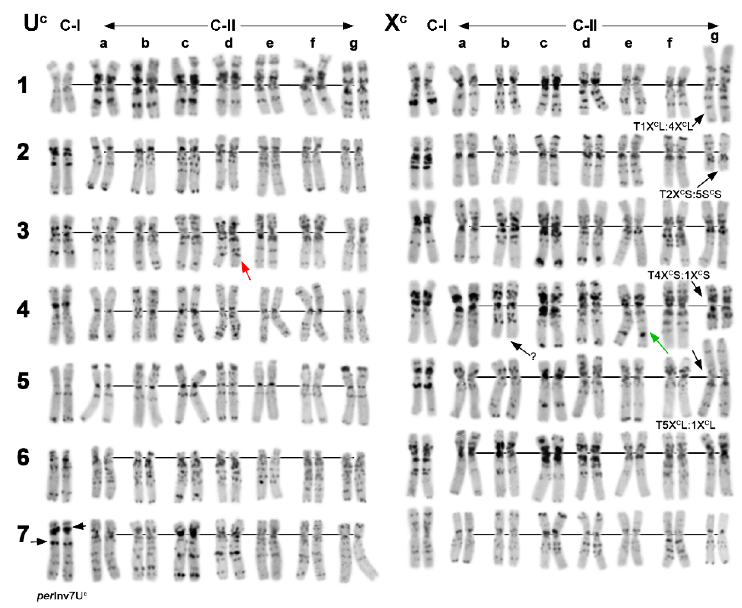 Plants Free Full Text Chromosome And Molecular Analyses Reveal Significant Karyotype Diversity And Provide New Evidence On The Origin Of Aegilops Columnaris Html