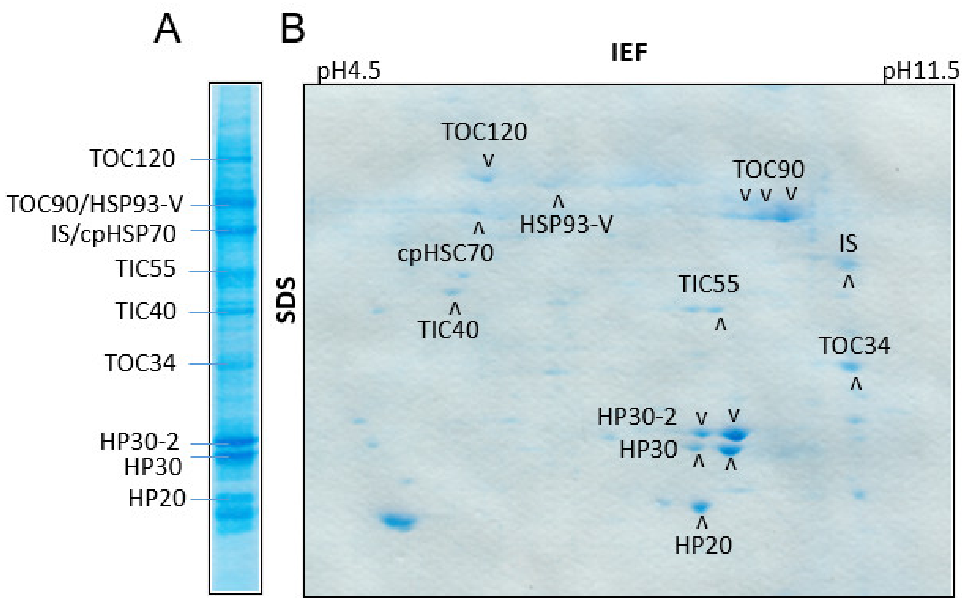 Plants Free Full Text Prat Proteins Operate In Organellar Protein Import And Export In Arabidopsis Thaliana Html