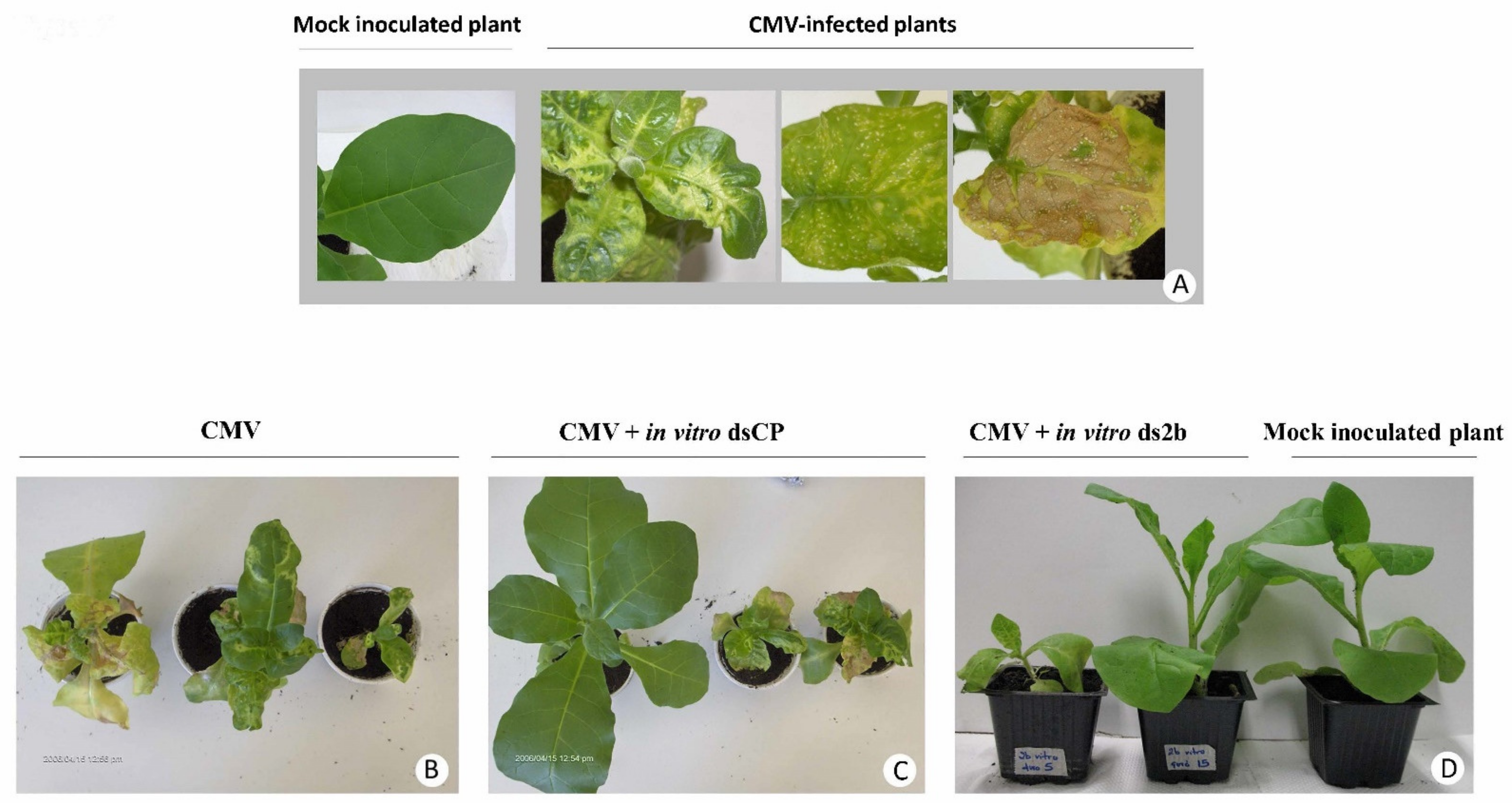 Plants Free Full Text Topical Application Of Double Stranded Rna Targeting 2b And Cp Genes Of Cucumber Mosaic Virus Protects Plants Against Local And Systemic Viral Infection Html