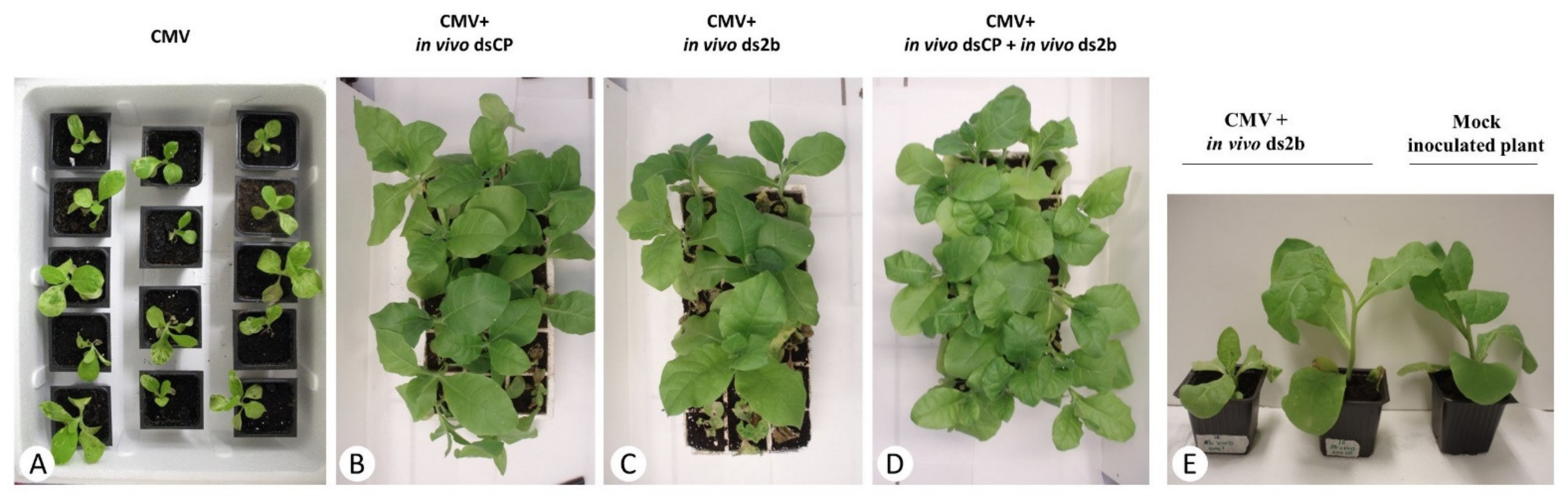 Plants Free Full Text Topical Application Of Double Stranded Rna Targeting 2b And Cp Genes Of Cucumber Mosaic Virus Protects Plants Against Local And Systemic Viral Infection Html